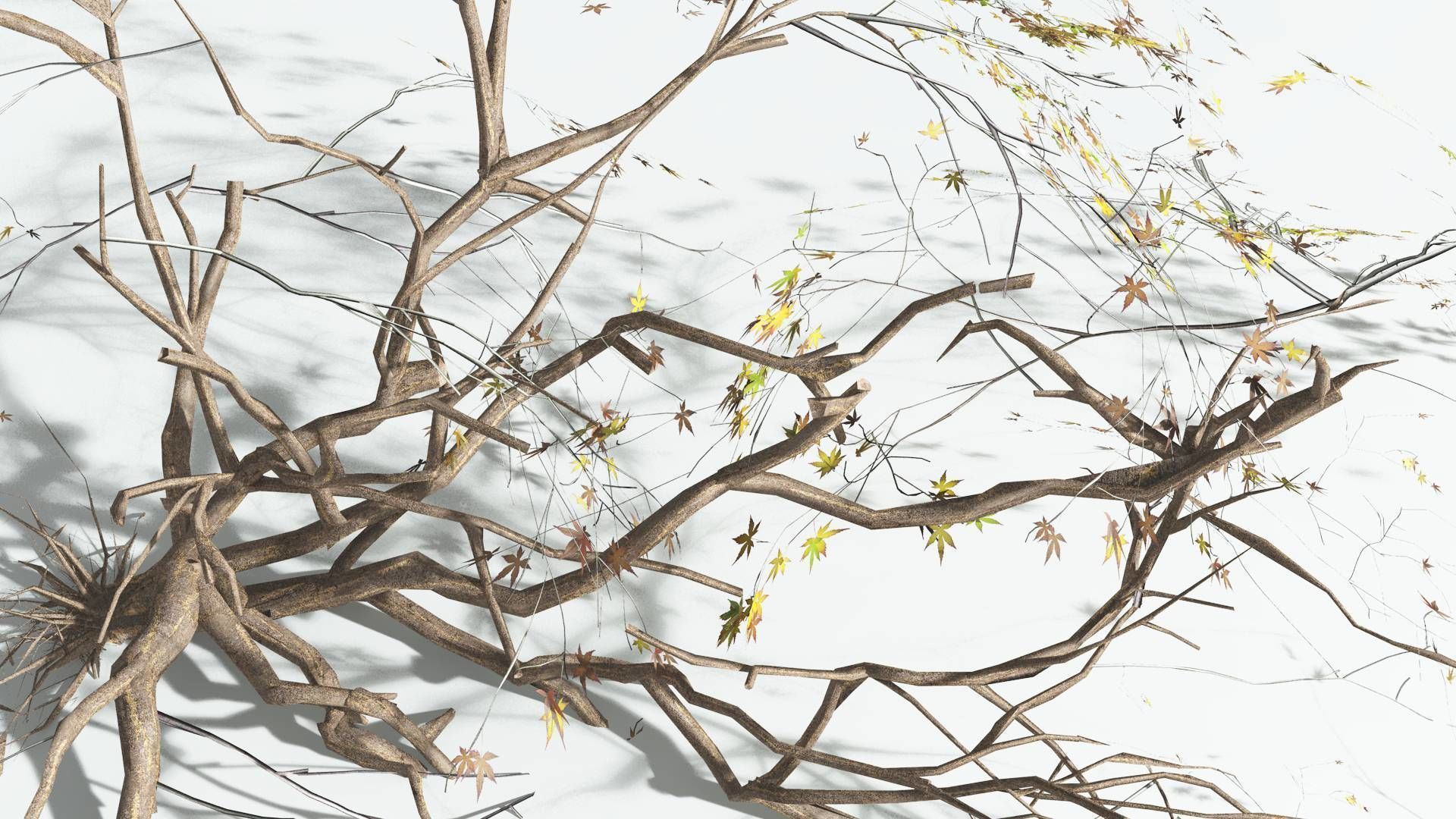 EVERYPlant Japanese Maple LowPoly 1 --18 Models-- Low-poly 3D model_20