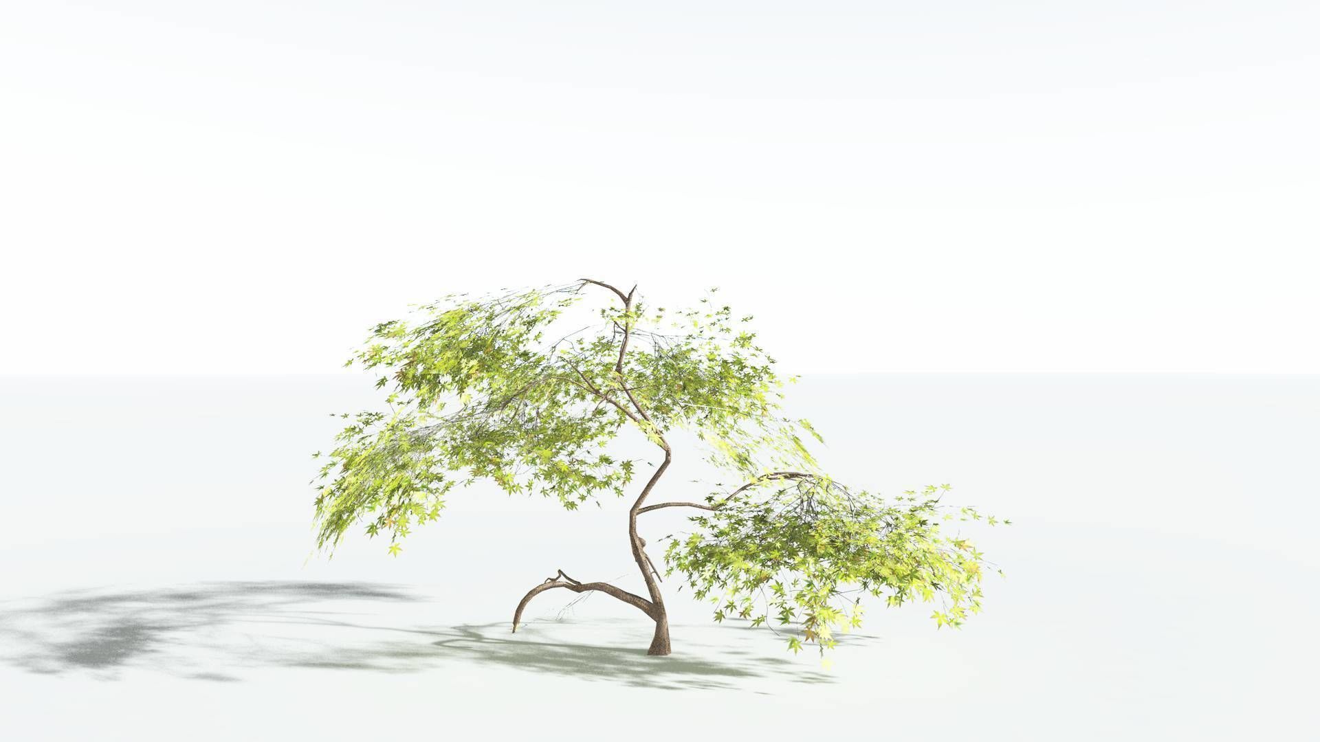 EVERYPlant Japanese Maple LowPoly 1 --18 Models-- Low-poly 3D model_29