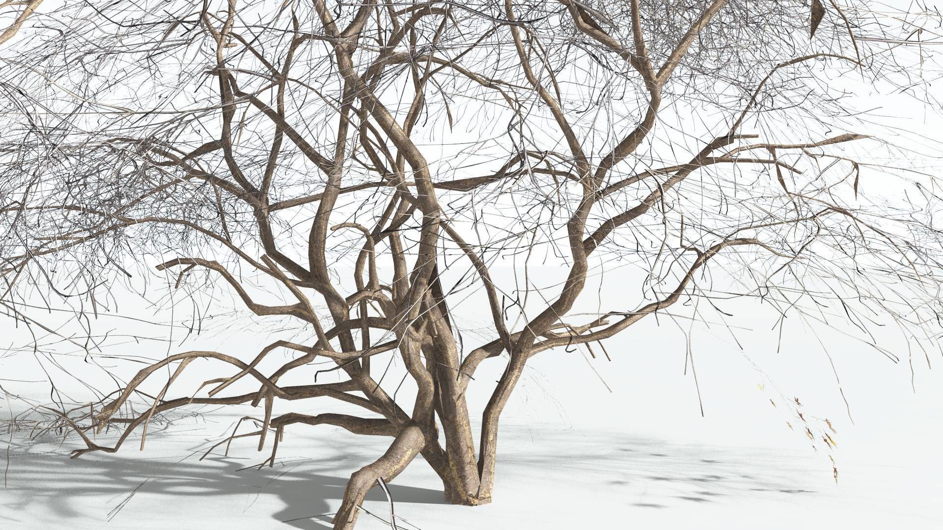 EVERYPlant Japanese Maple LowPoly 1 --18 Models-- Low-poly 3D model_10