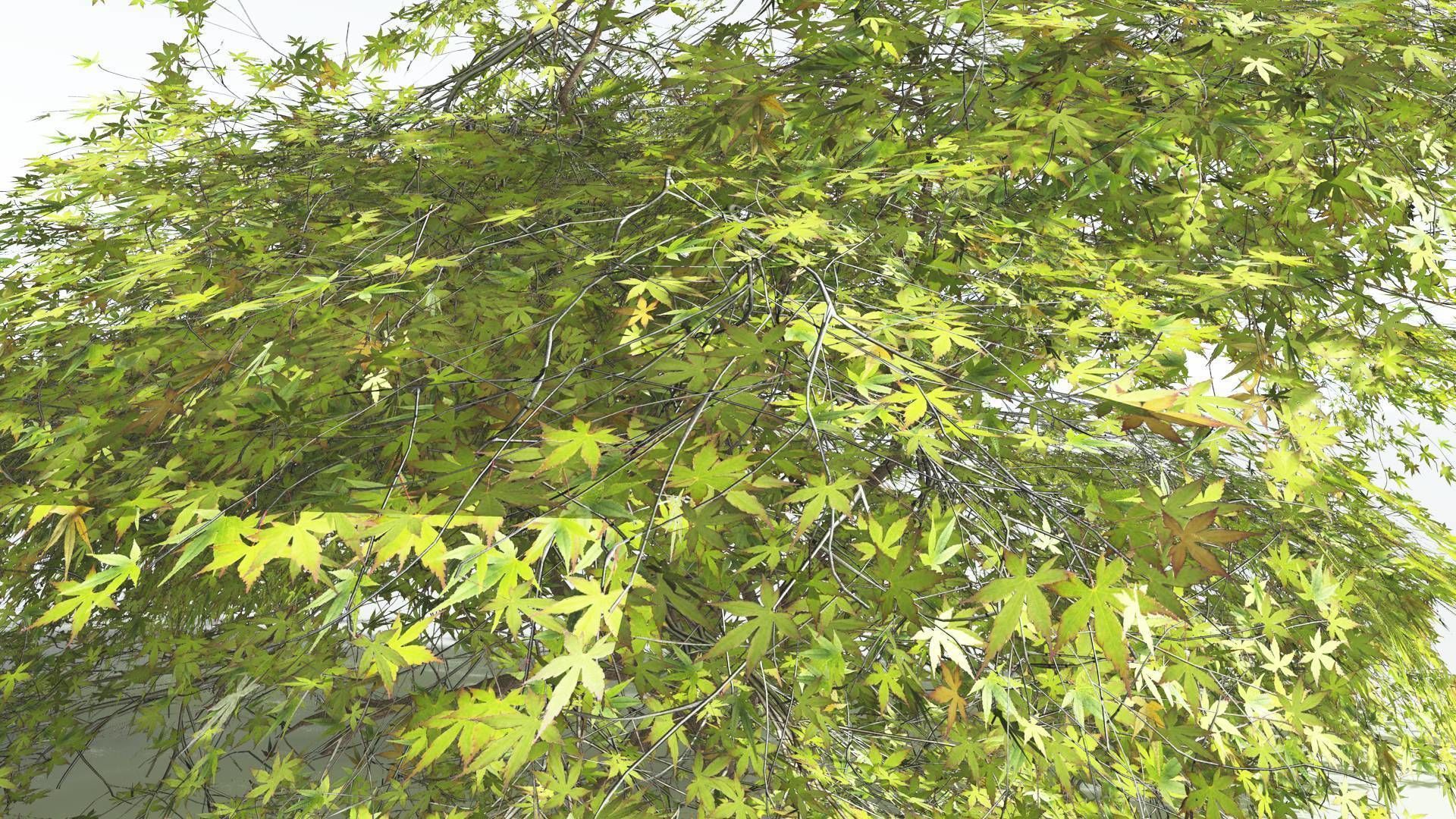 EVERYPlant Japanese Maple LowPoly 1 --18 Models-- Low-poly 3D model_24