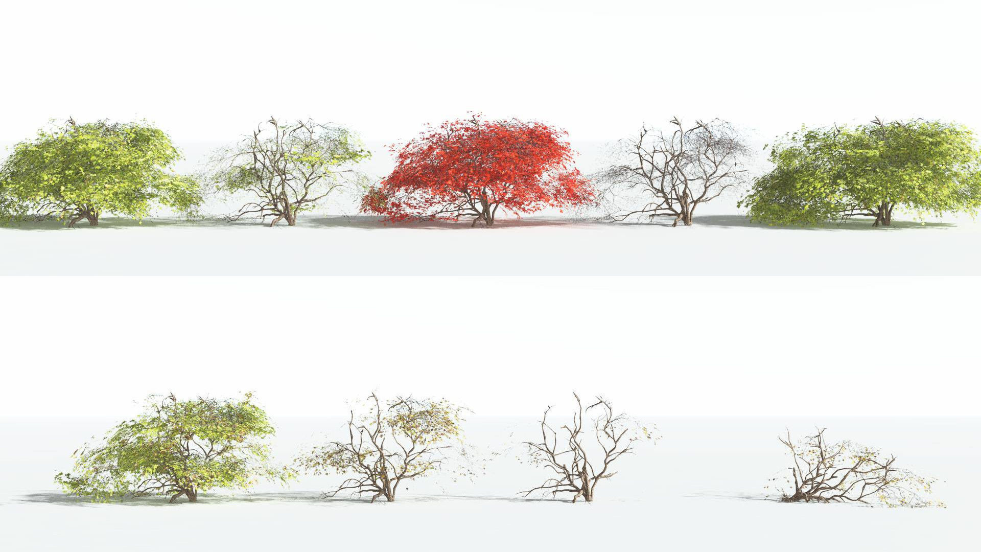EVERYPlant Japanese Maple LowPoly 1 --18 Models-- Low-poly 3D model_1