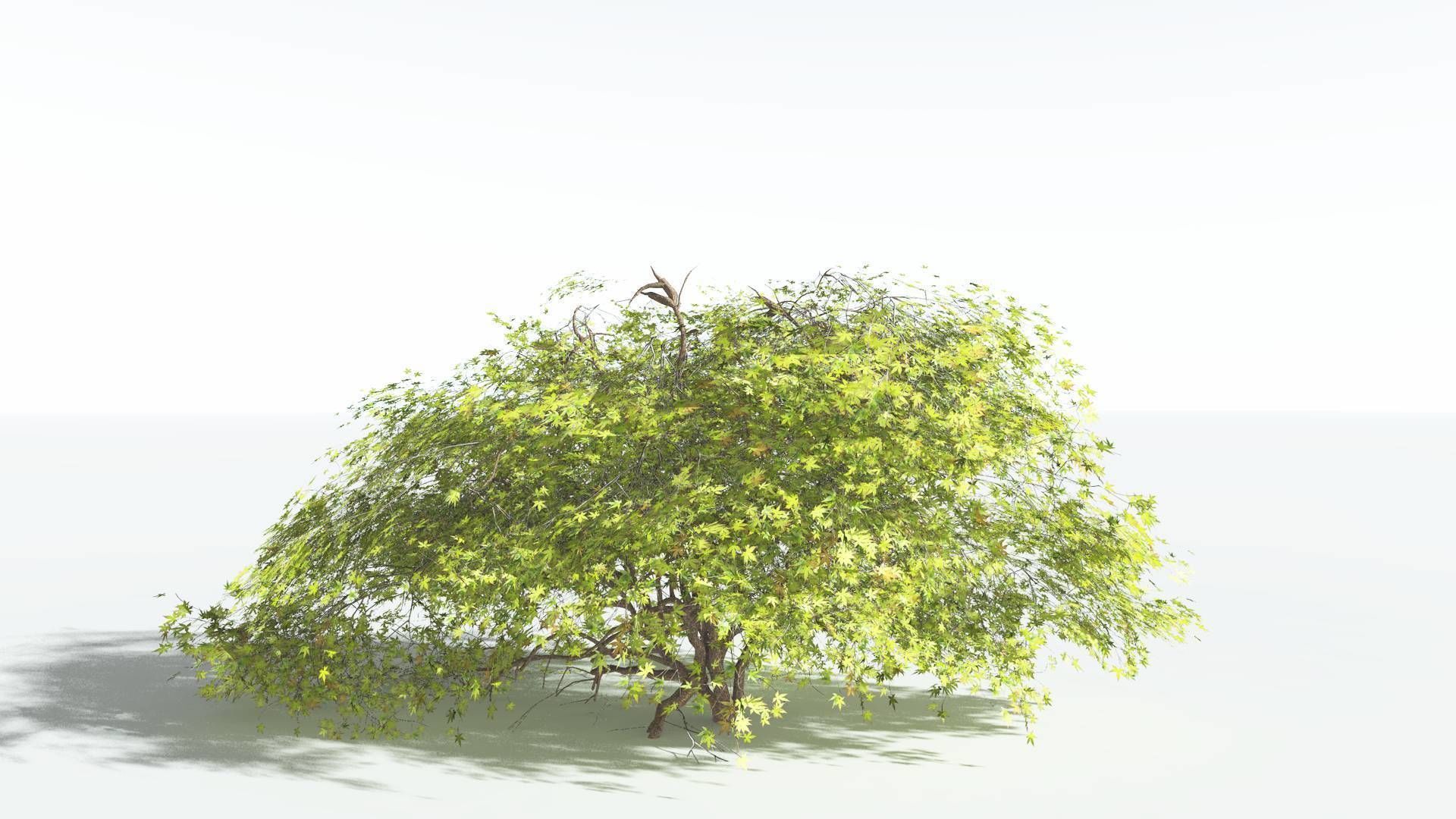 EVERYPlant Japanese Maple LowPoly 1 --18 Models-- Low-poly 3D model_37