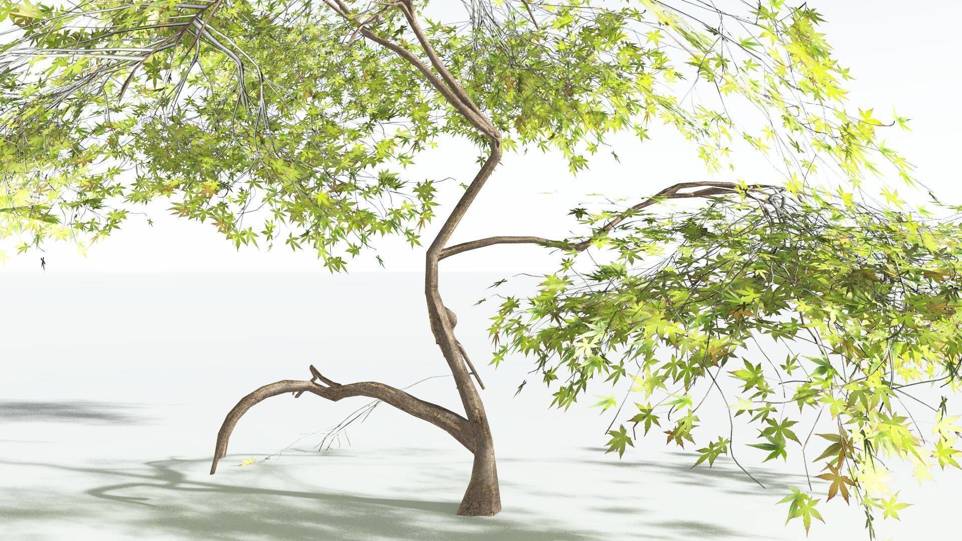 EVERYPlant Japanese Maple LowPoly 1 --18 Models-- Low-poly 3D model_30