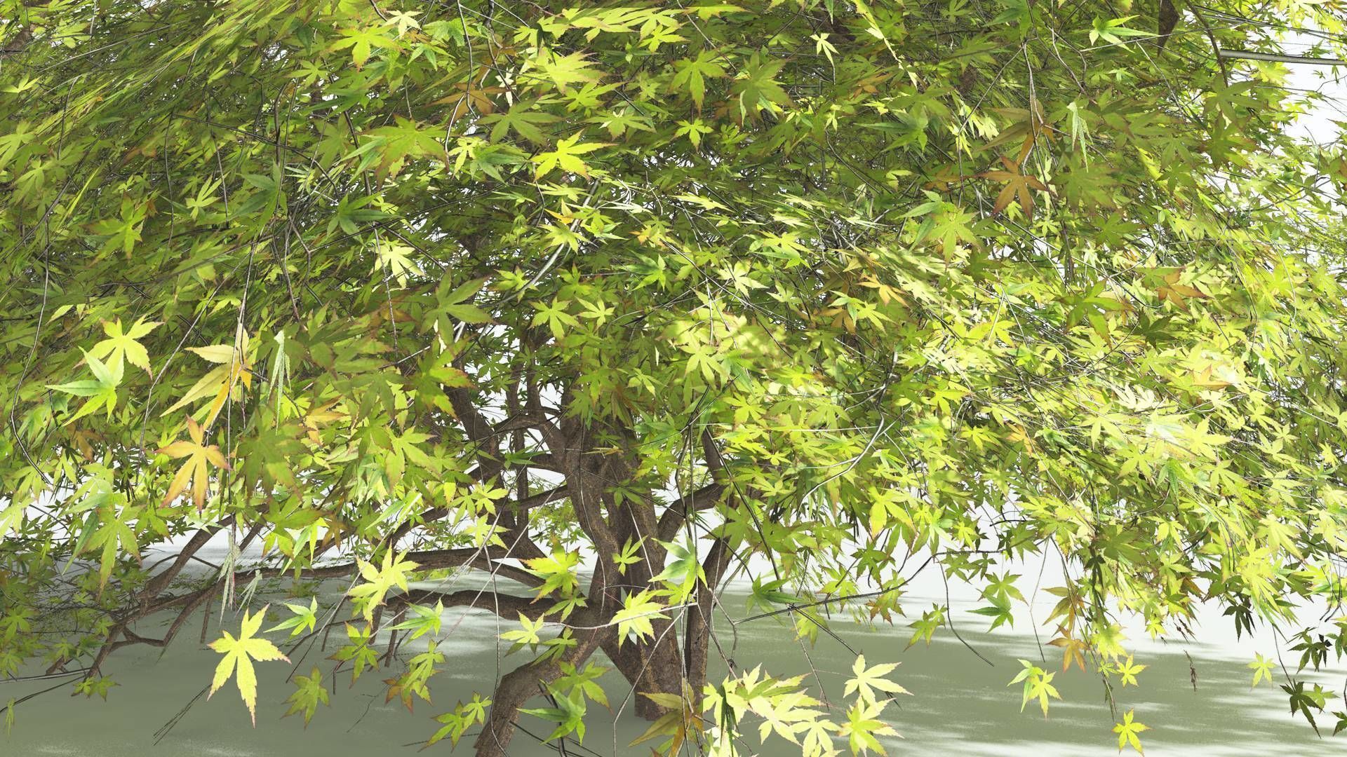 EVERYPlant Japanese Maple LowPoly 1 --18 Models-- Low-poly 3D model_12