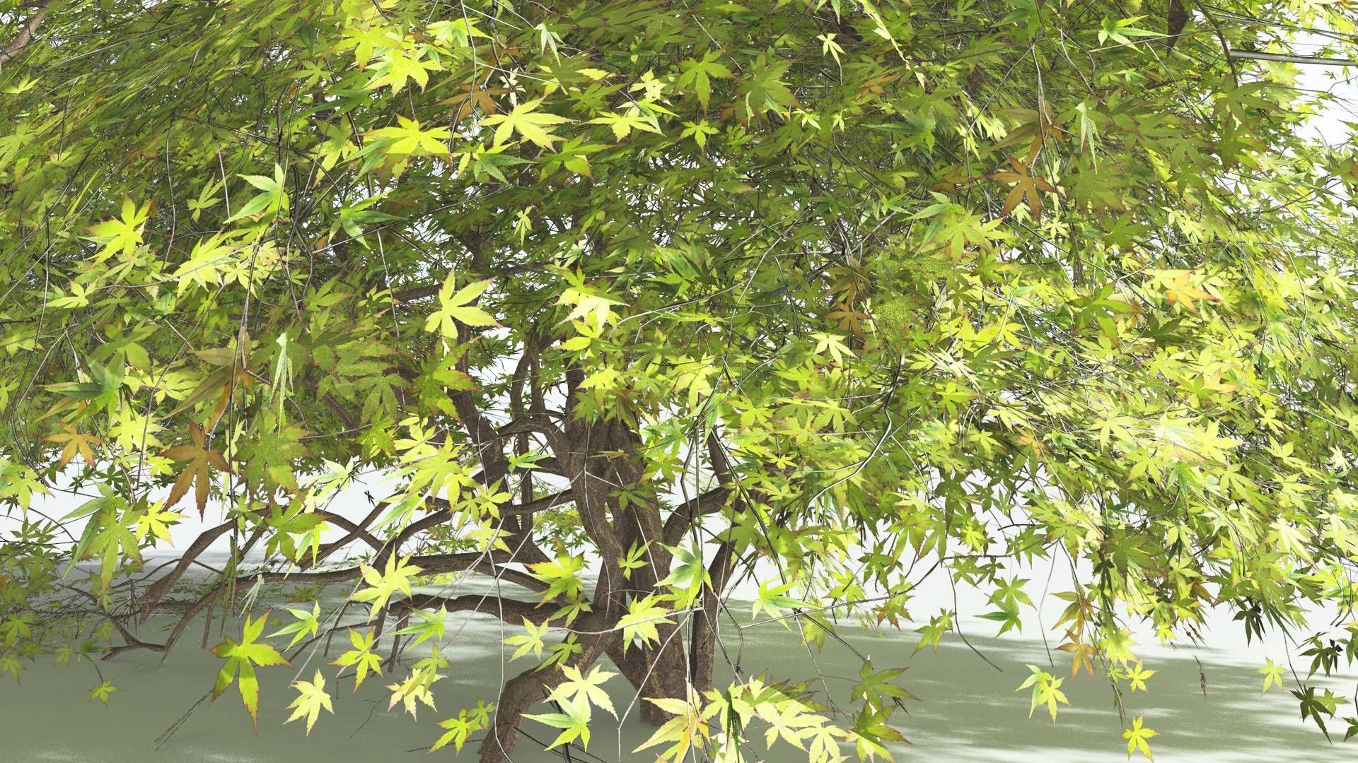 EVERYPlant Japanese Maple LowPoly 1 --18 Models-- Low-poly 3D model_4