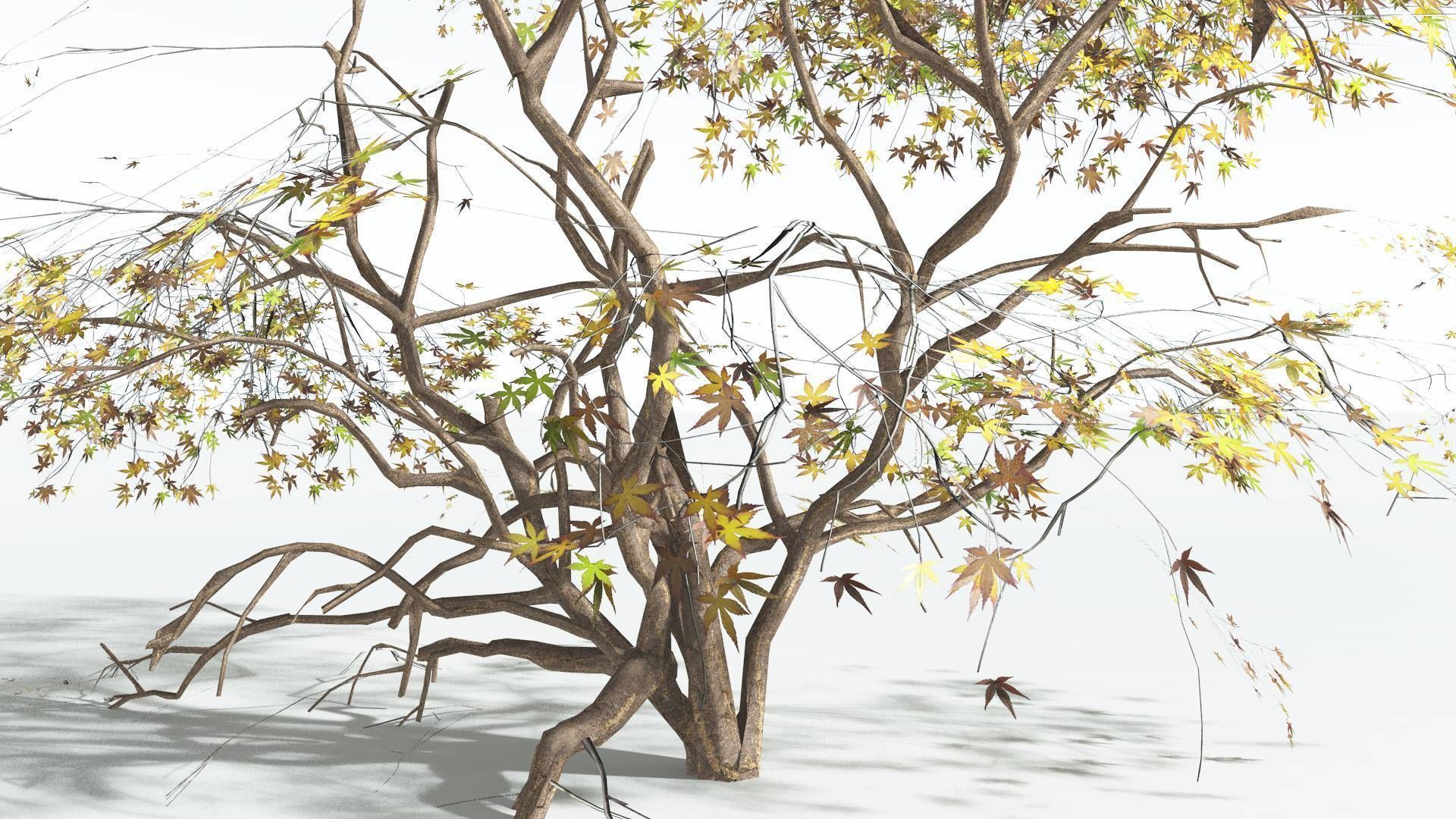 EVERYPlant Japanese Maple LowPoly 1 --18 Models-- Low-poly 3D model_16