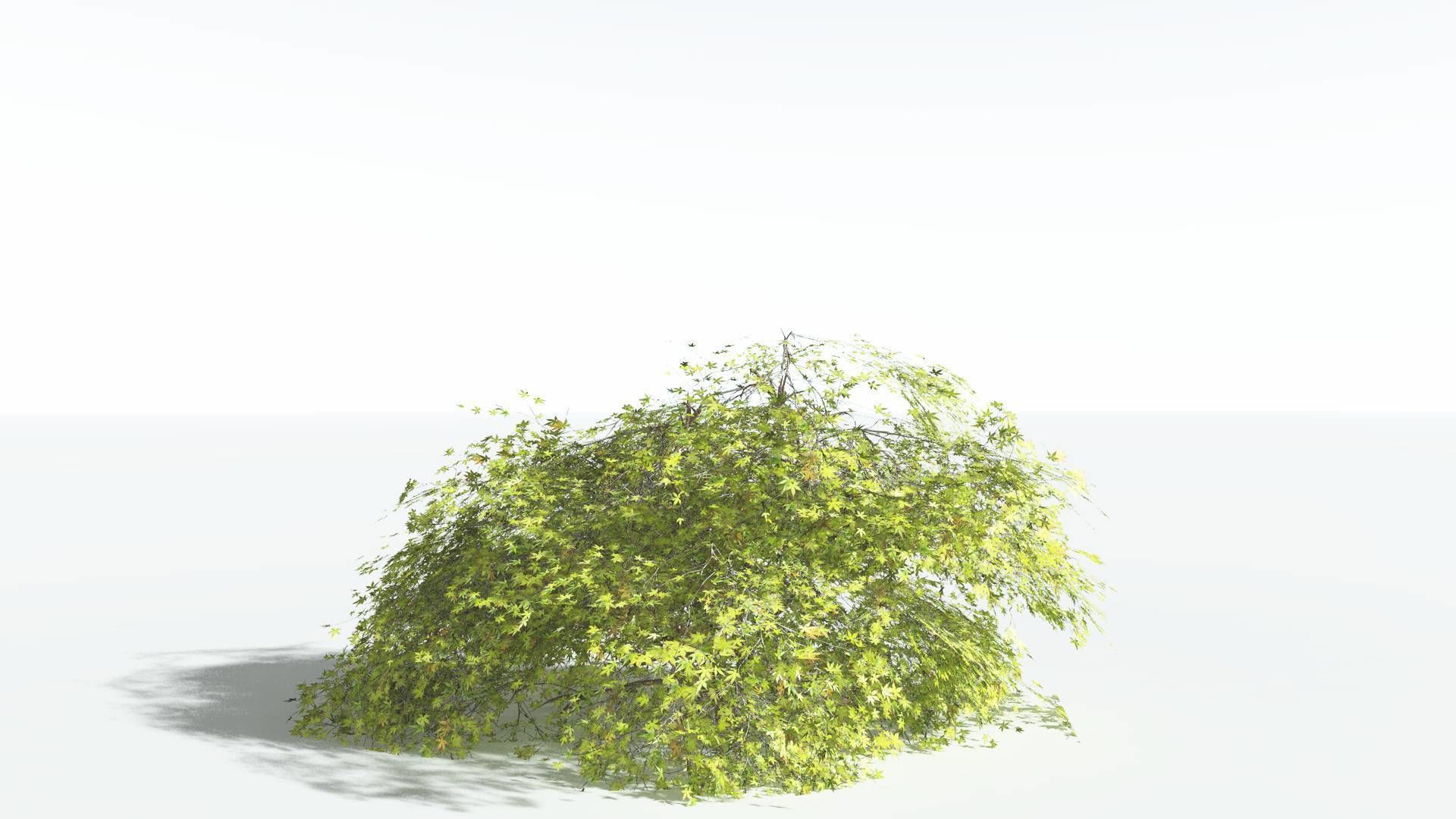 EVERYPlant Japanese Maple LowPoly 1 --18 Models-- Low-poly 3D model_23