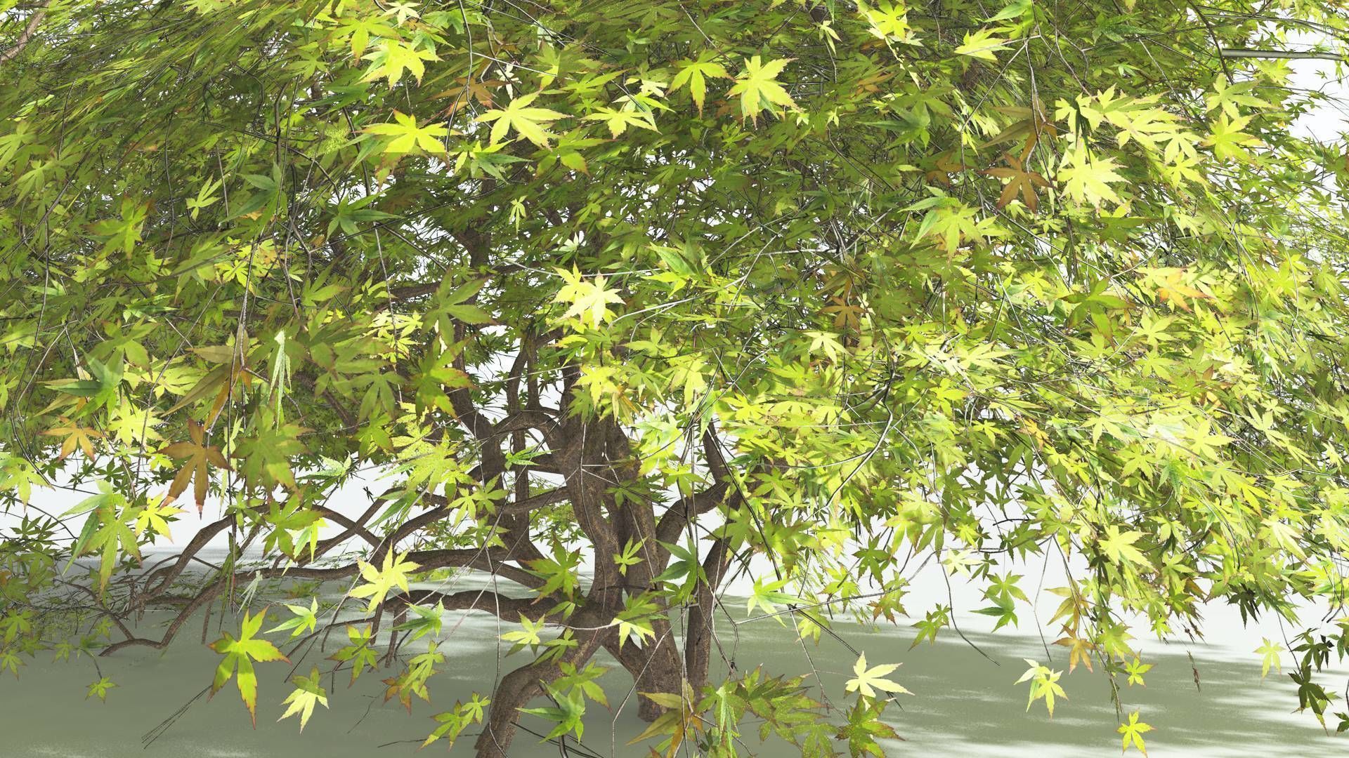 EVERYPlant Japanese Maple LowPoly 1 --18 Models-- Low-poly 3D model_38