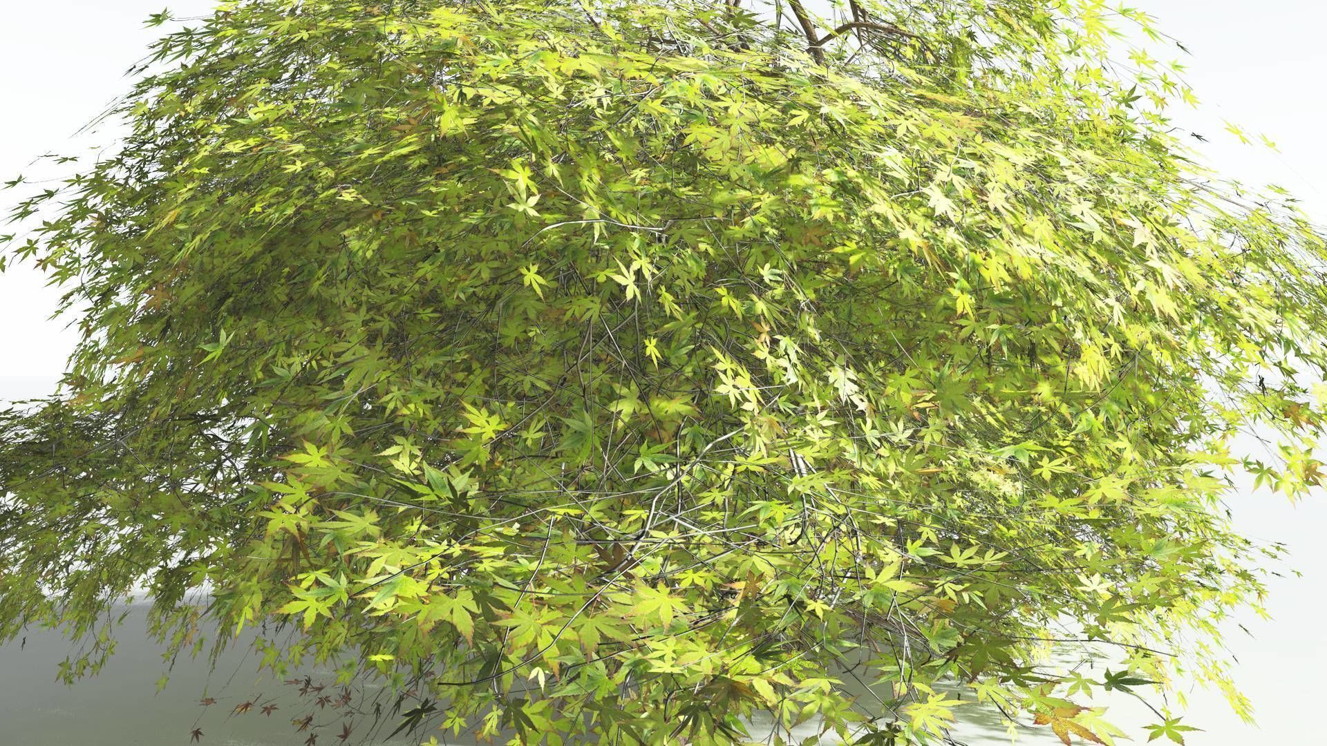 EVERYPlant Japanese Maple LowPoly 1 --18 Models-- Low-poly 3D model_34