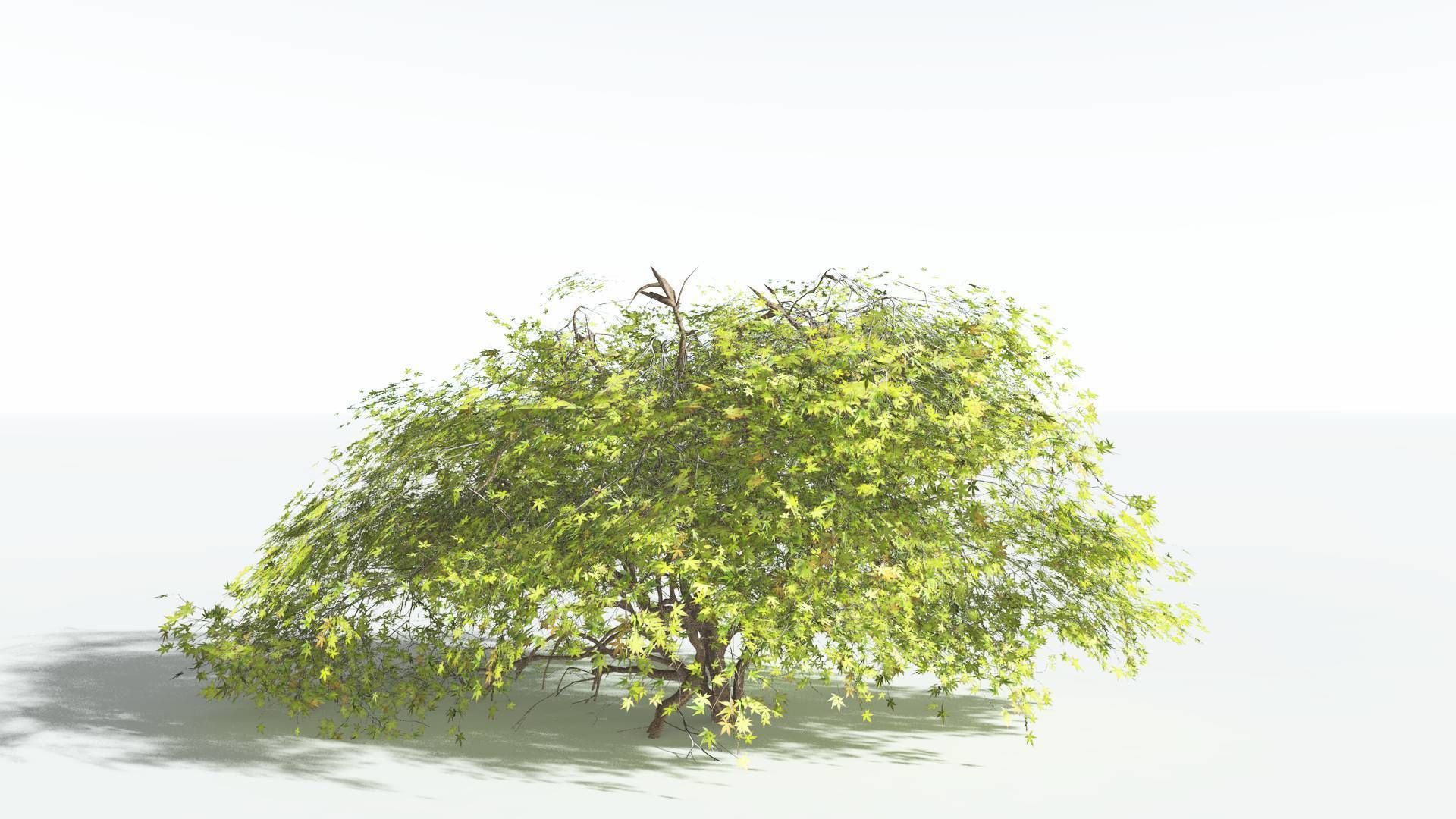 EVERYPlant Japanese Maple LowPoly 1 --18 Models-- Low-poly 3D model_3