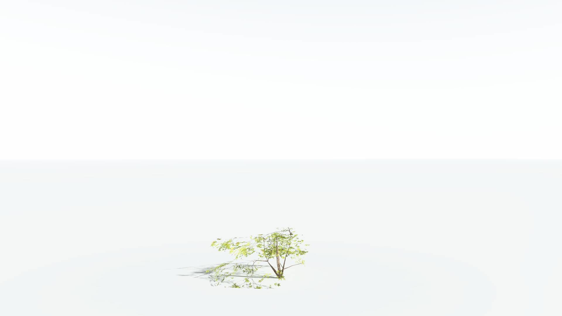 EVERYPlant Japanese Maple LowPoly 1 --18 Models-- Low-poly 3D model_25