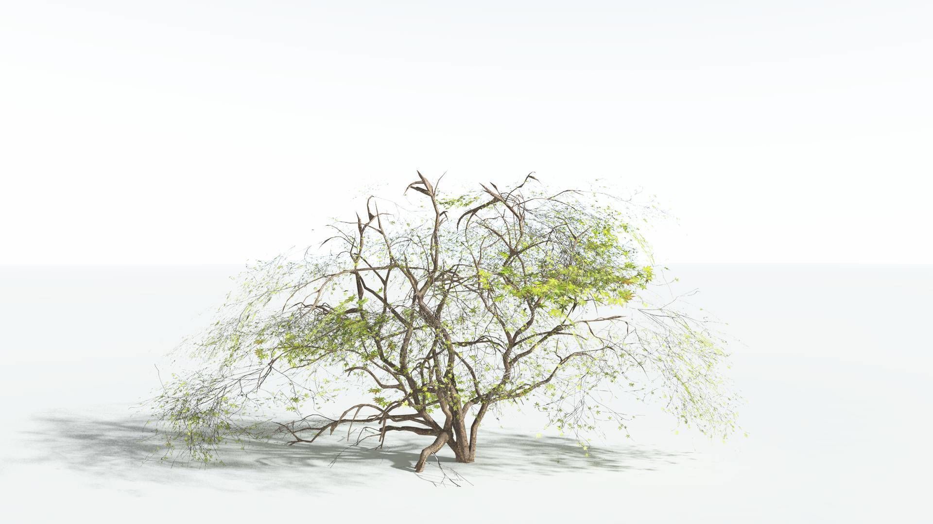 EVERYPlant Japanese Maple LowPoly 1 --18 Models-- Low-poly 3D model_5