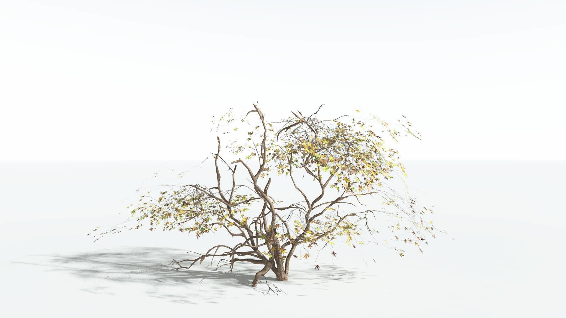 EVERYPlant Japanese Maple LowPoly 1 --18 Models-- Low-poly 3D model_15