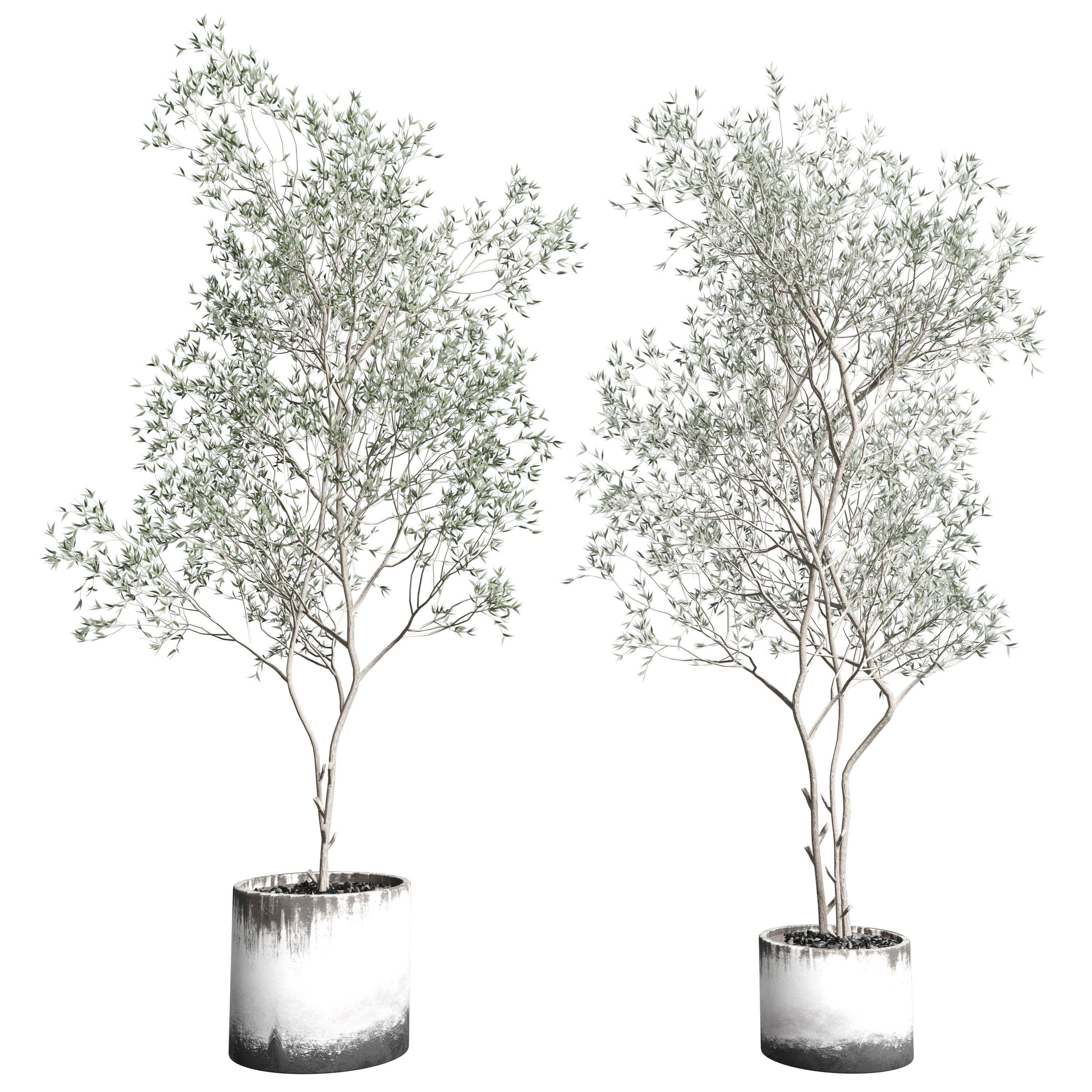 Olive tree in an dirty concrete vase indoor collection 455 3D model_1