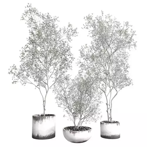 Olive tree in an dirty concrete vase indoor collection 455 3D model