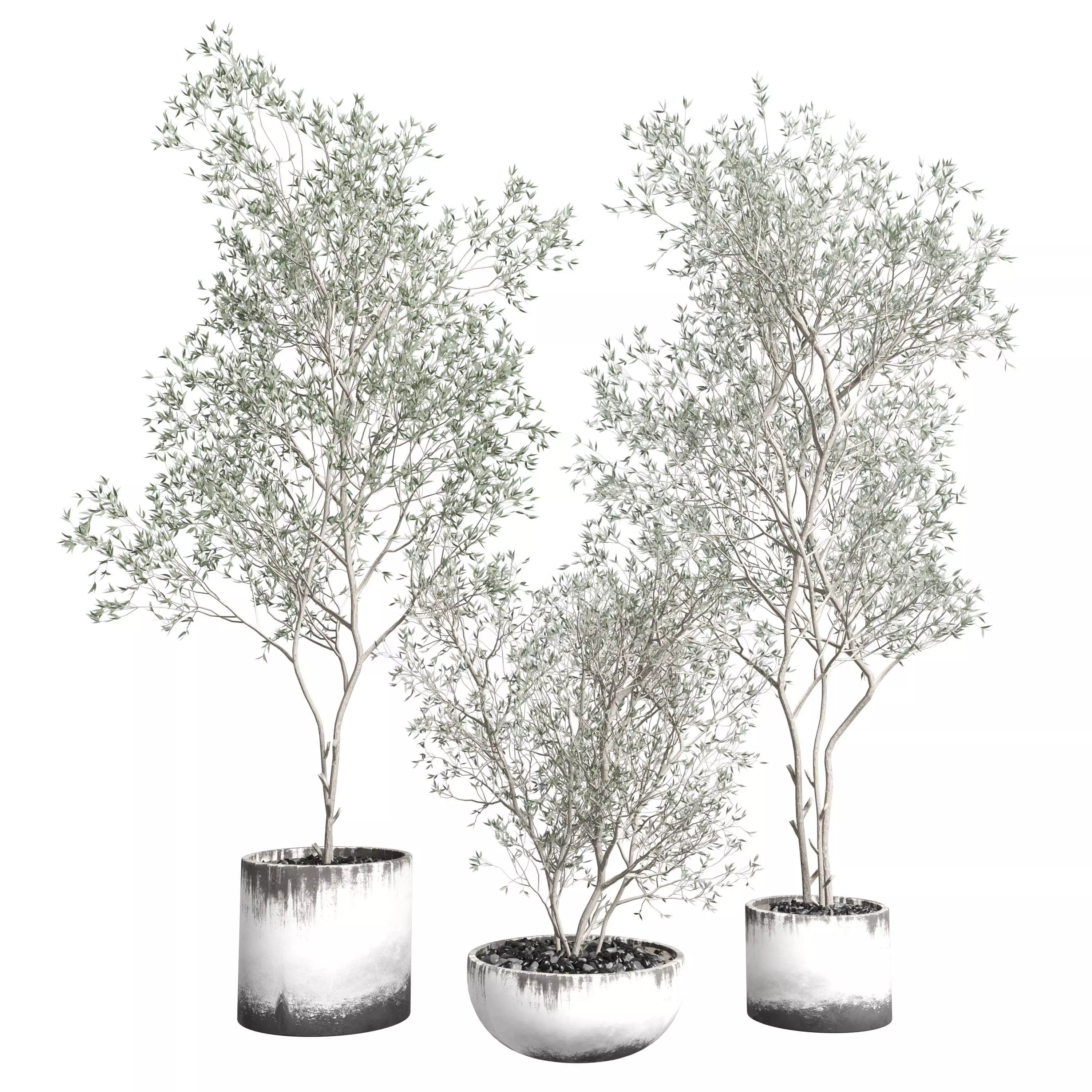 Olive tree in an dirty concrete vase indoor collection 455 3D model_0