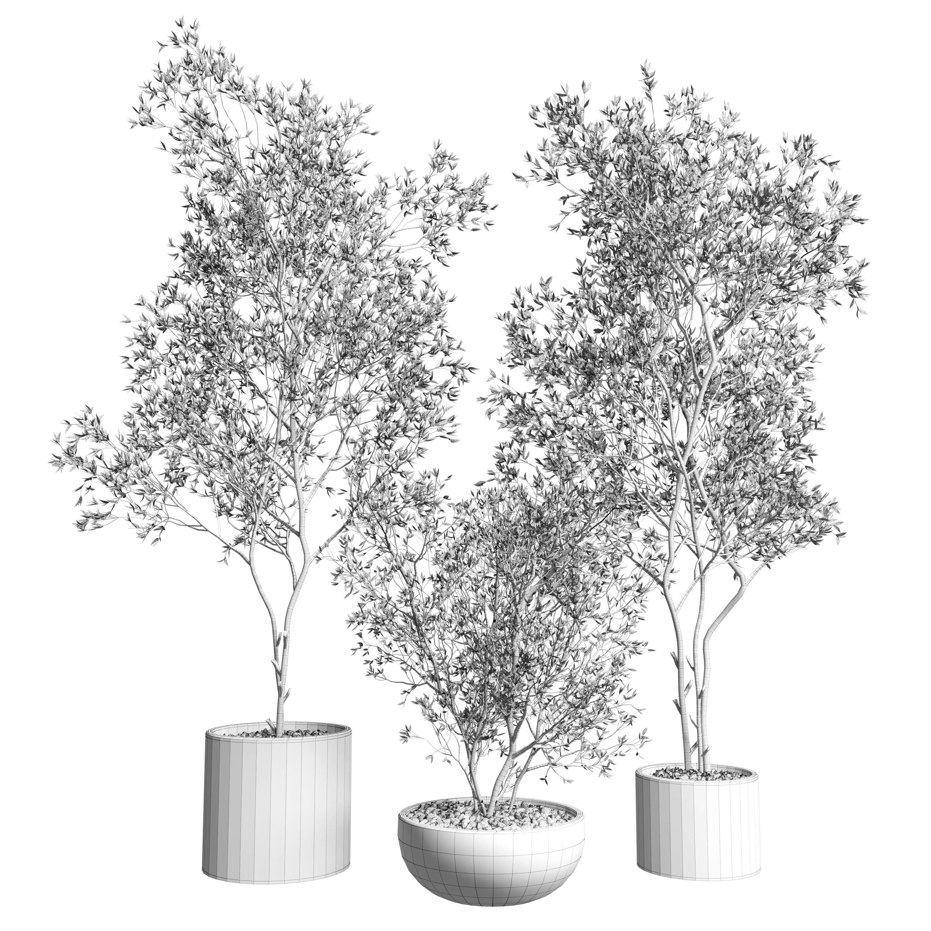 Olive tree in an dirty concrete vase indoor collection 455 3D model_2