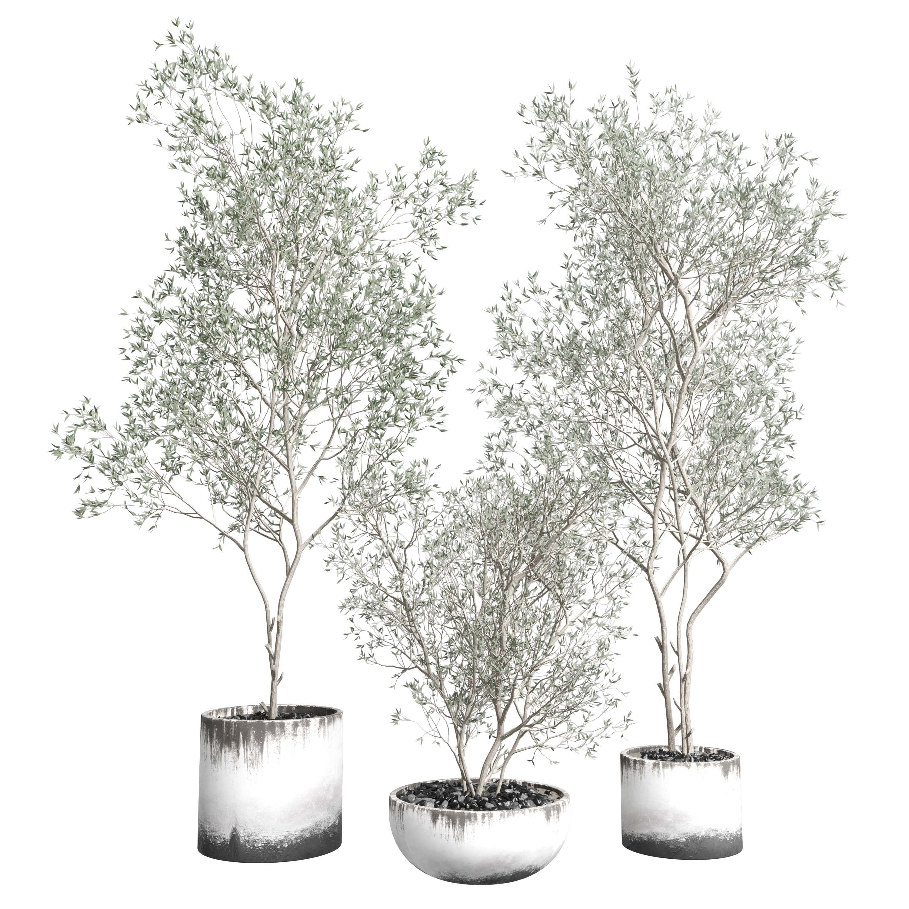 Olive tree in an dirty concrete vase indoor collection 455 3D model_4