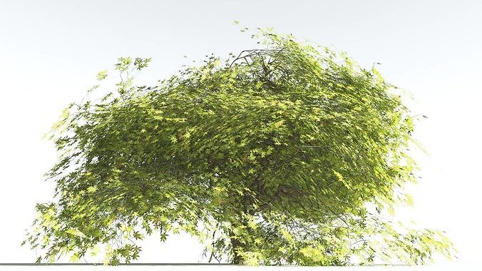 EVERYPlant Japanese Maple LowPoly 2 --18 Models-- Low-poly 3D model