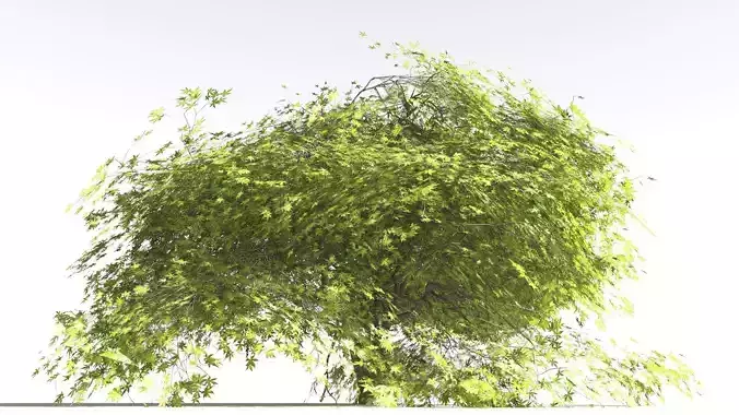 EVERYPlant Japanese Maple LowPoly 2 --18 Models--