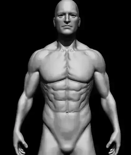 Male Torso  3D model