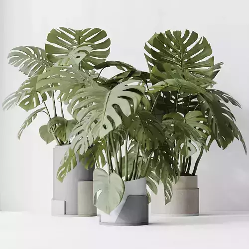 Elegant Monstera Deliciosa Large Leaf Form Swiss Cheese Set03