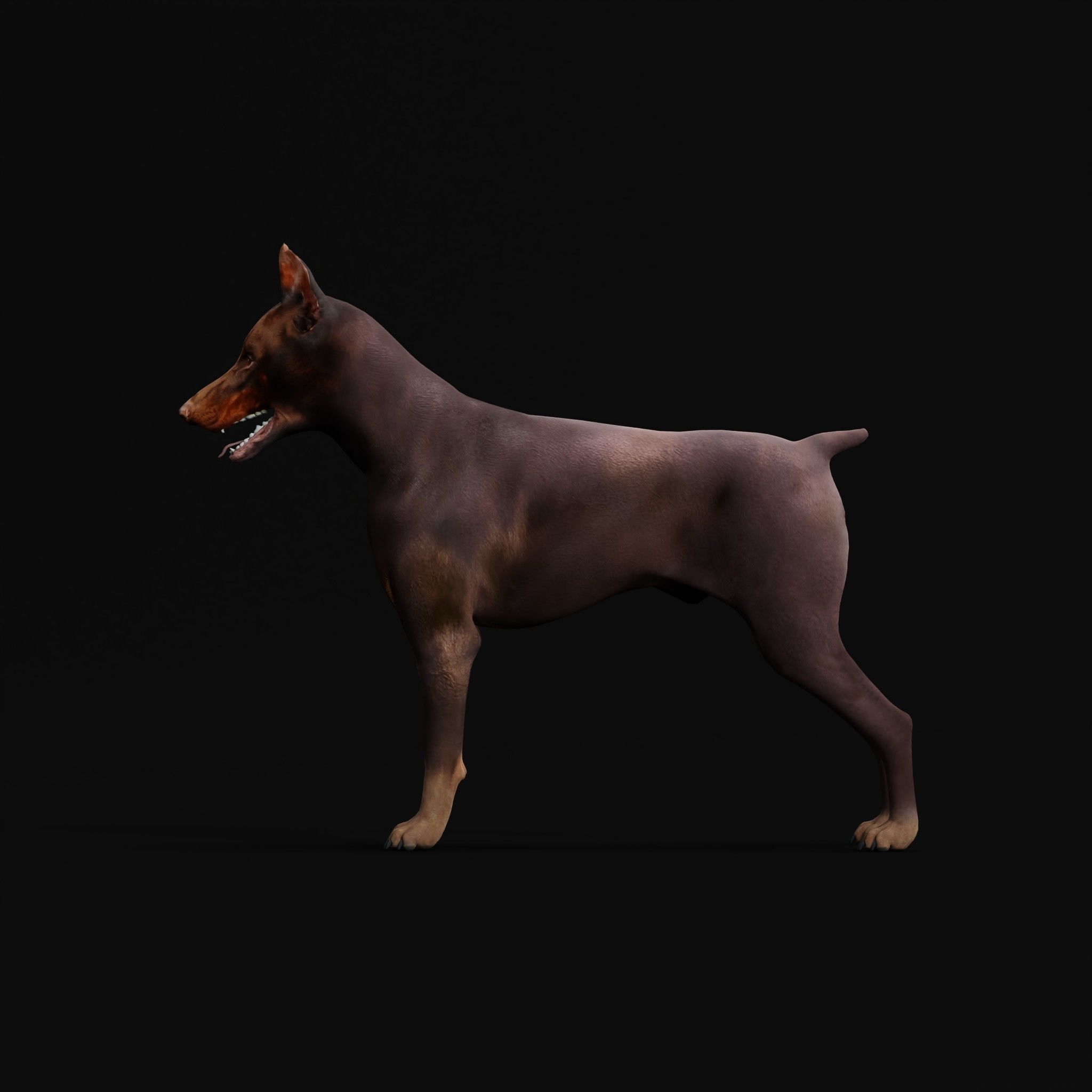 Dobermann Pinscher Dog Breed  3D model_5