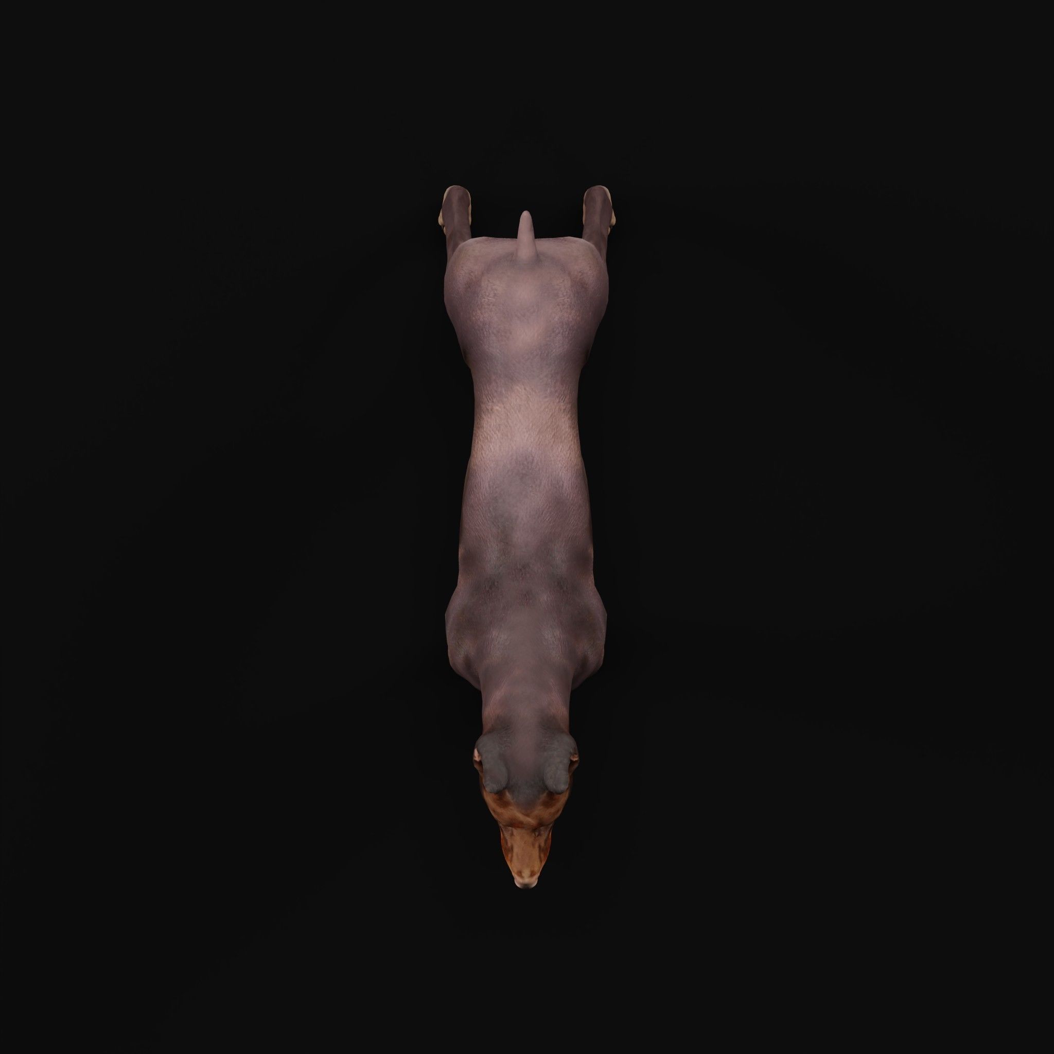 Dobermann Pinscher Dog Breed  3D model_6