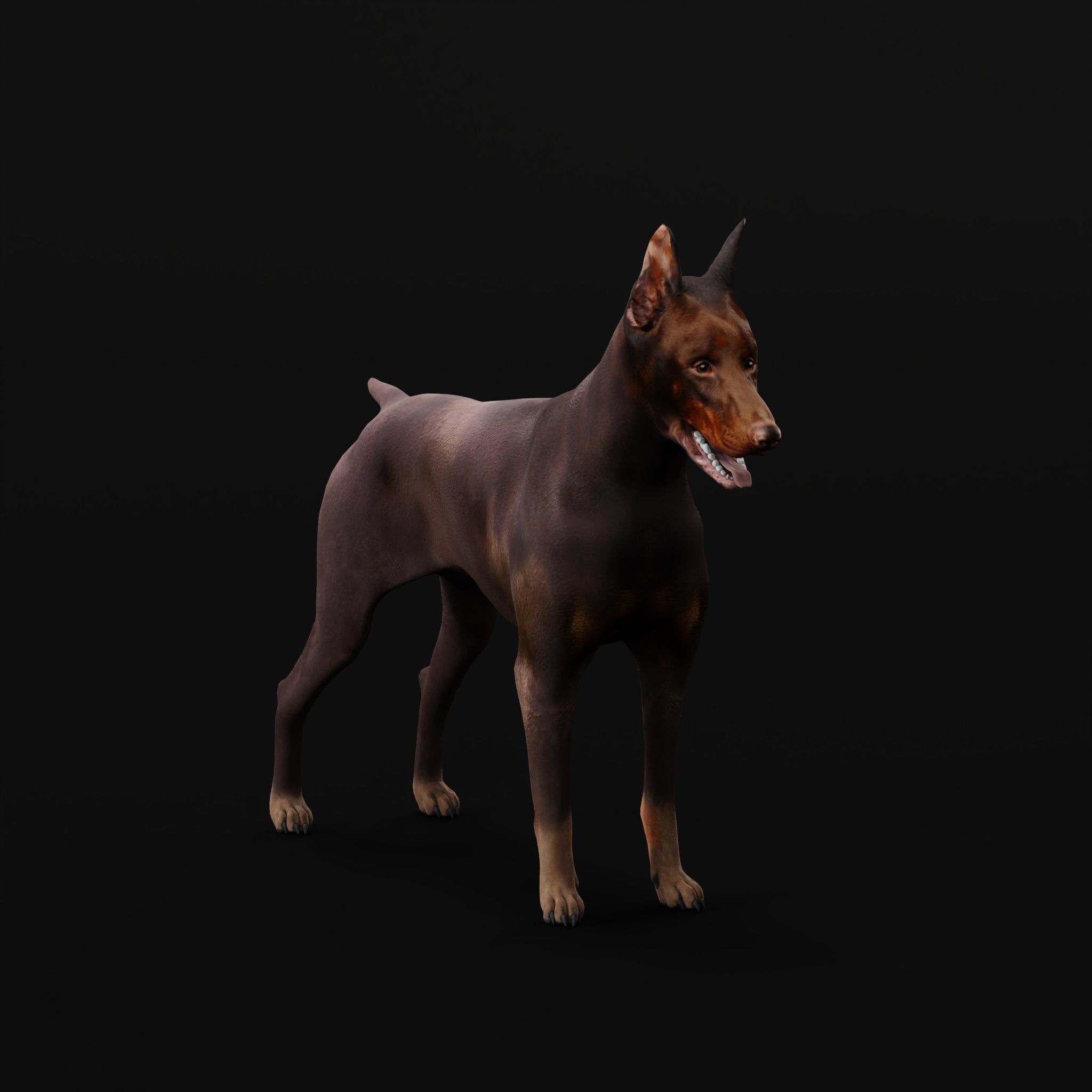 Dobermann Pinscher Dog Breed  3D model_3