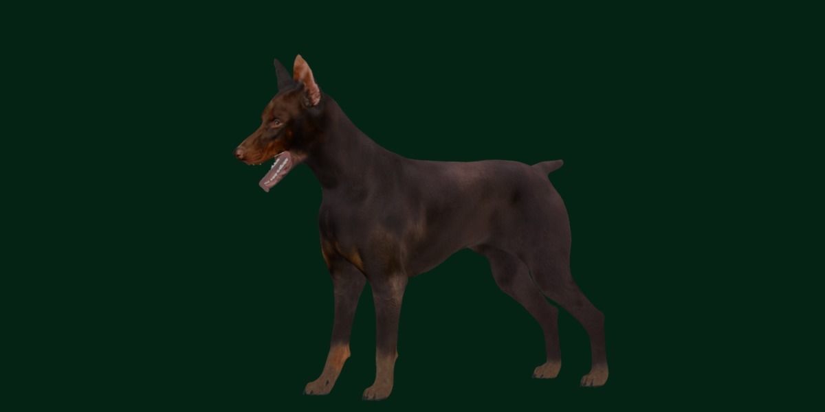 Dobermann Pinscher Dog Breed  3D model_17