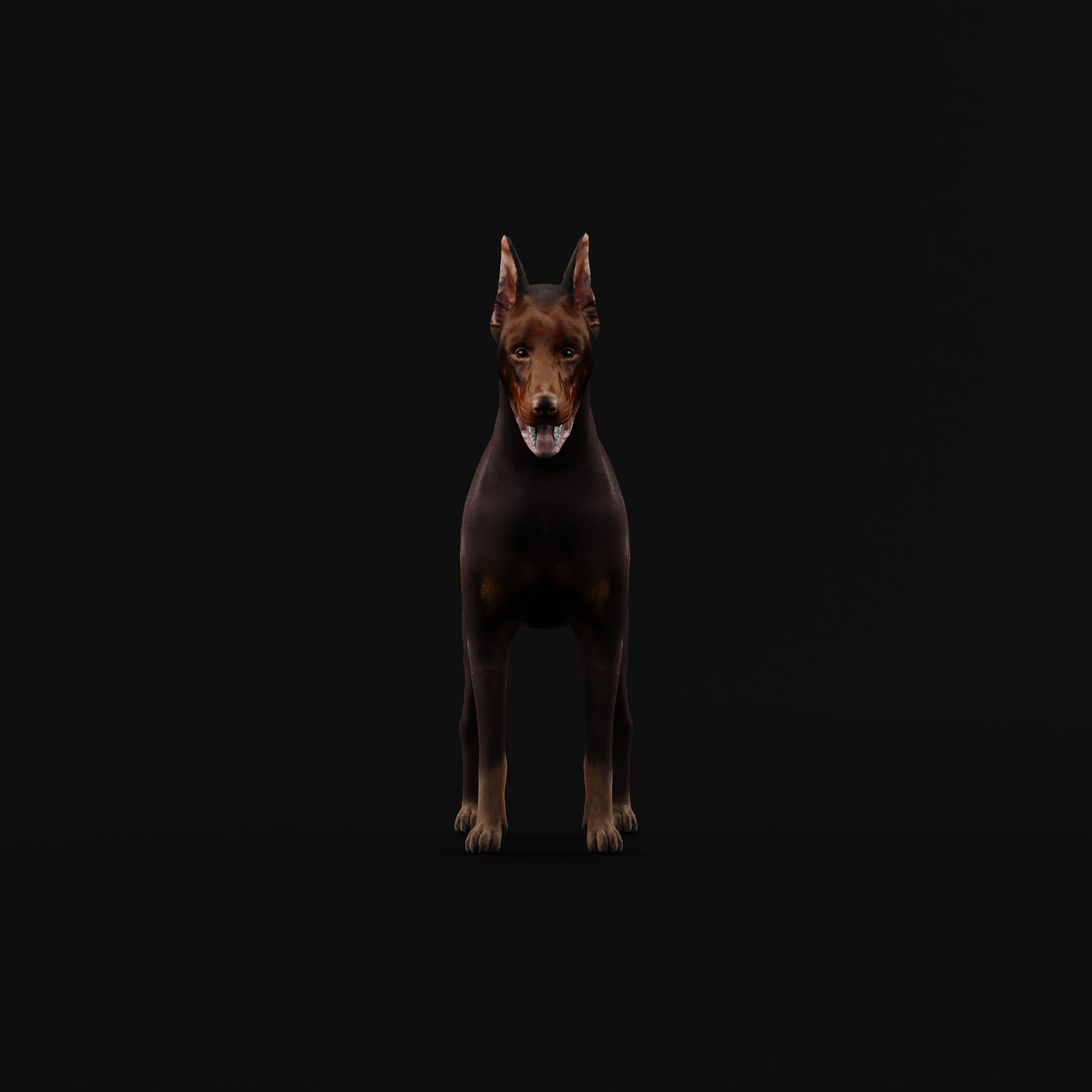 Dobermann Pinscher Dog Breed  3D model_4