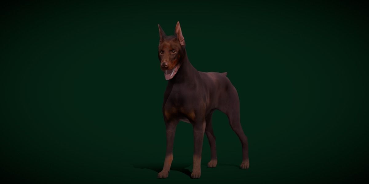 Dobermann Pinscher Dog Breed  3D model_14