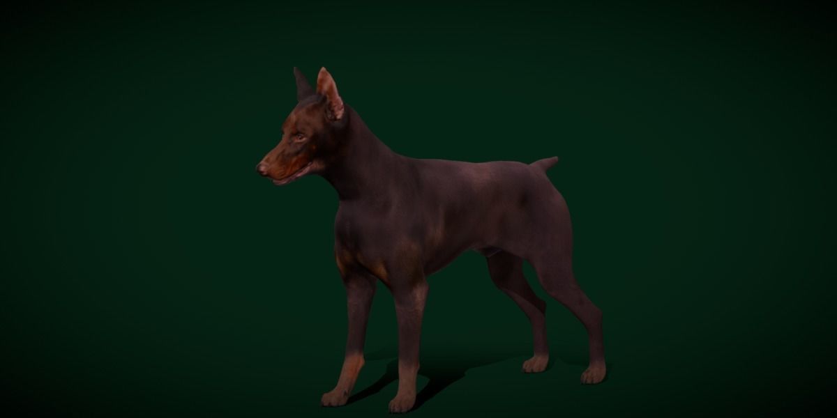 Dobermann Pinscher Dog Breed  3D model_24