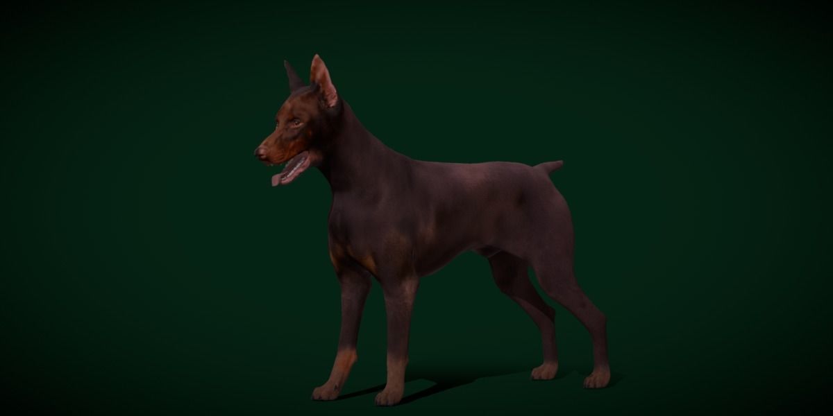 Dobermann Pinscher Dog Breed  3D model_18