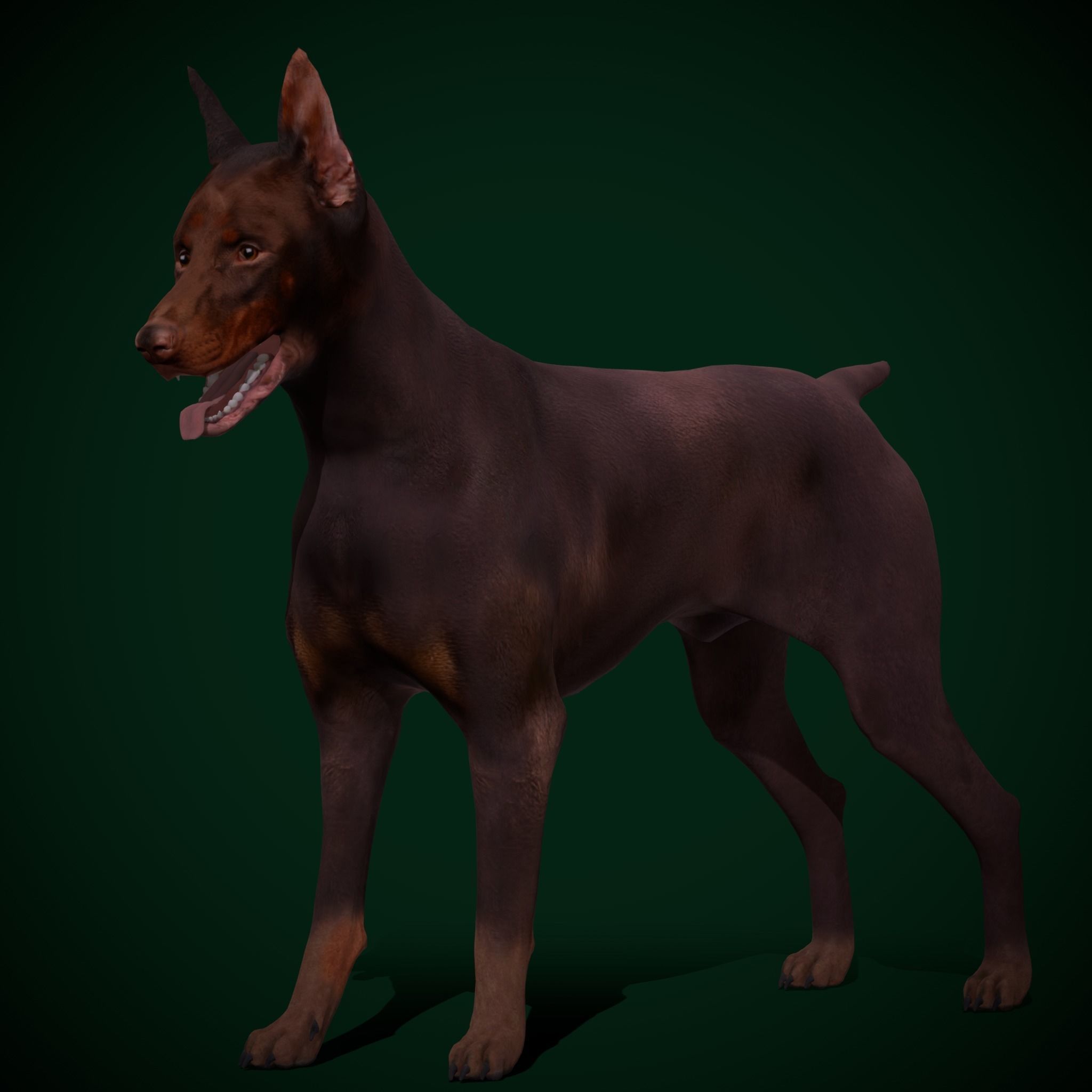Dobermann Pinscher Dog Breed  3D model_15