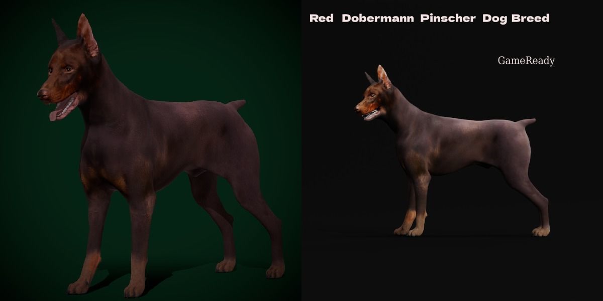 Dobermann Pinscher Dog Breed  3D model_2