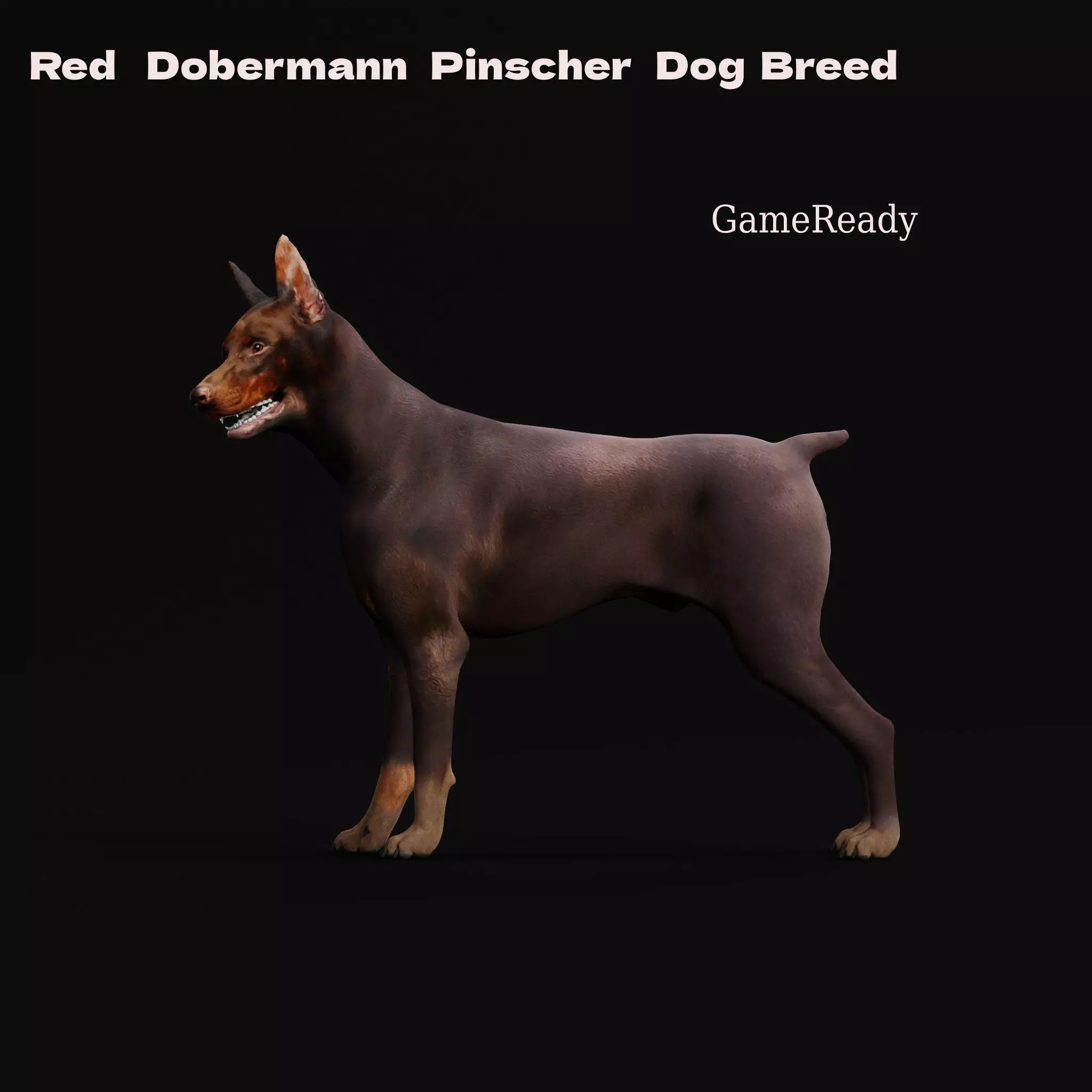 Dobermann Pinscher Dog Breed  3D model_0