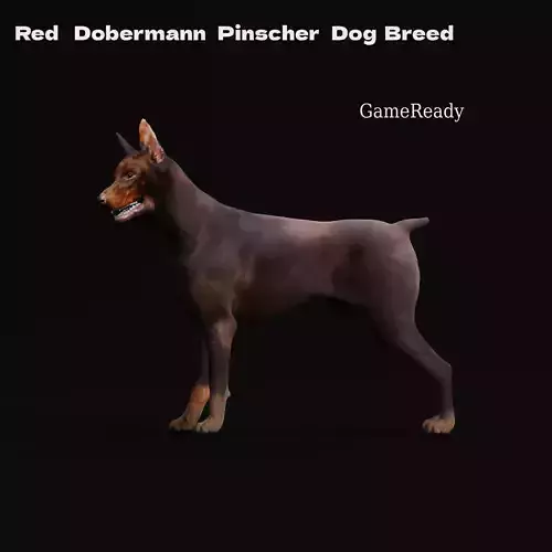 Dobermann Pinscher Dog Breed 