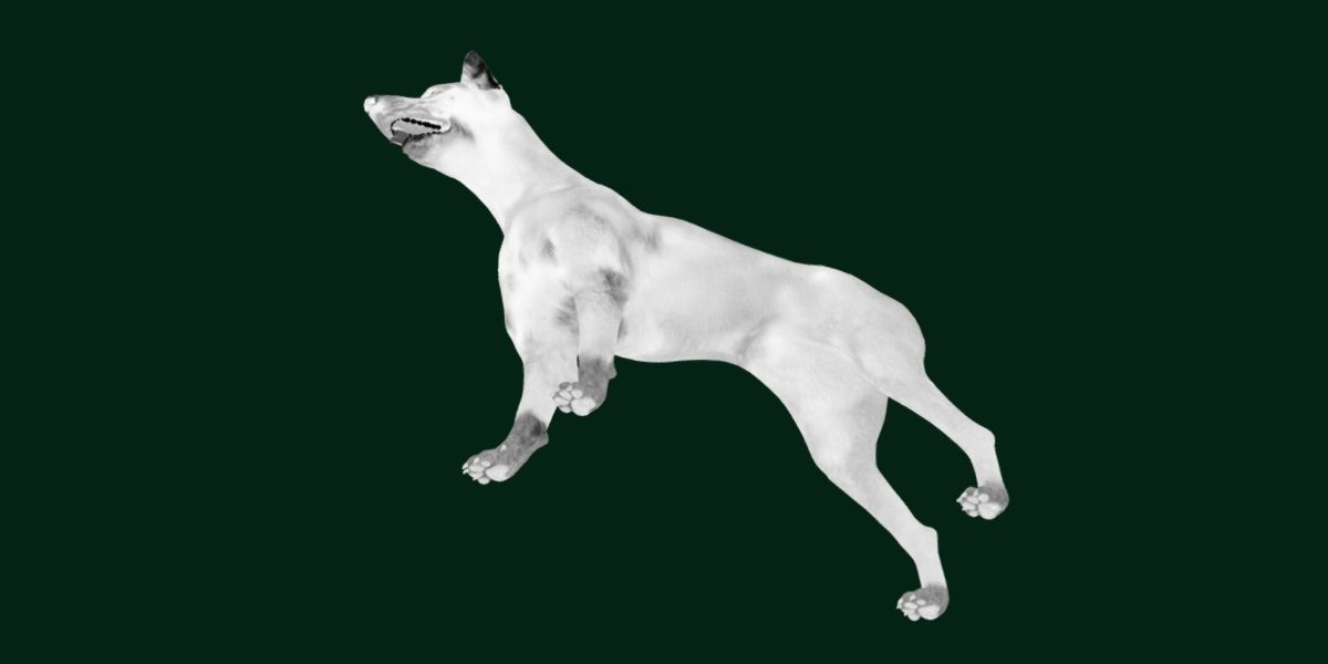 Dobermann Pinscher Dog Breed  3D model_20