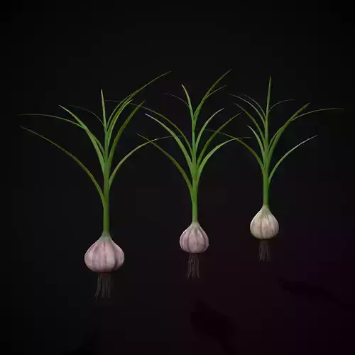 Garlic Plant