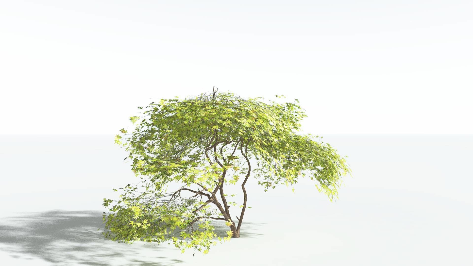EVERYPlant Japanese Maple LowPoly 3 --18 Models-- Low-poly 3D model_37