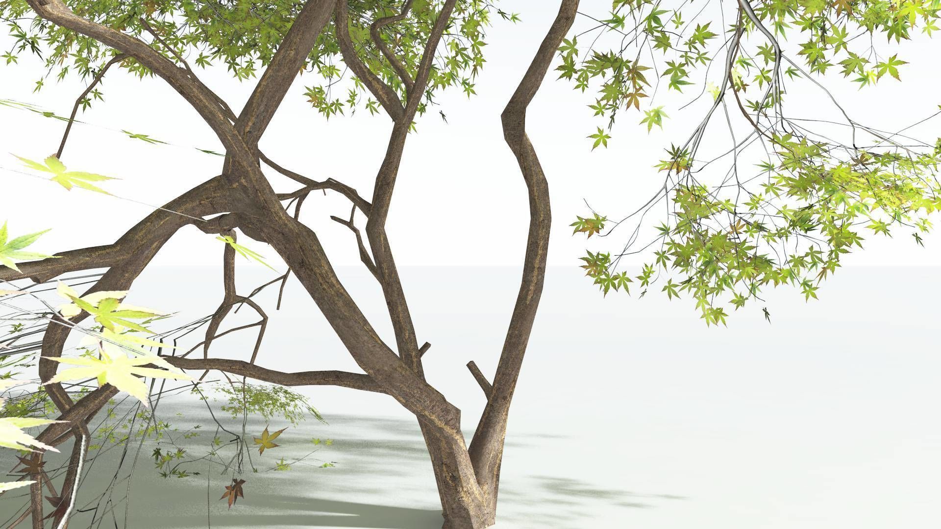 EVERYPlant Japanese Maple LowPoly 3 --18 Models-- Low-poly 3D model_22