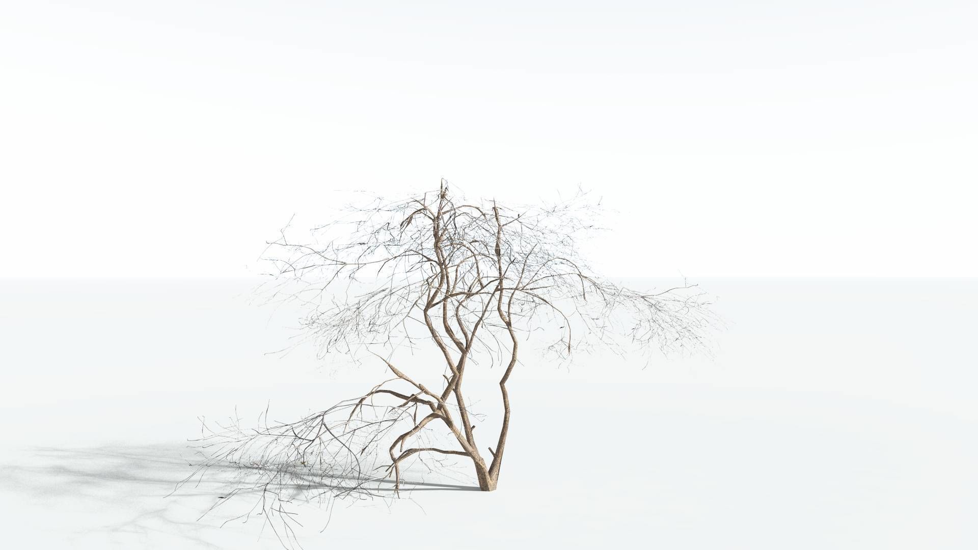 EVERYPlant Japanese Maple LowPoly 3 --18 Models-- Low-poly 3D model_9