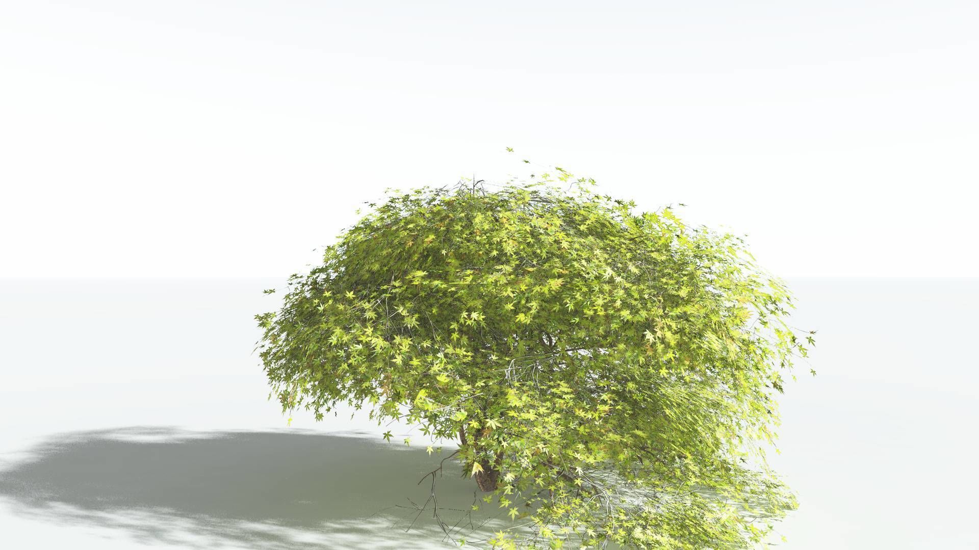 EVERYPlant Japanese Maple LowPoly 3 --18 Models-- Low-poly 3D model_33