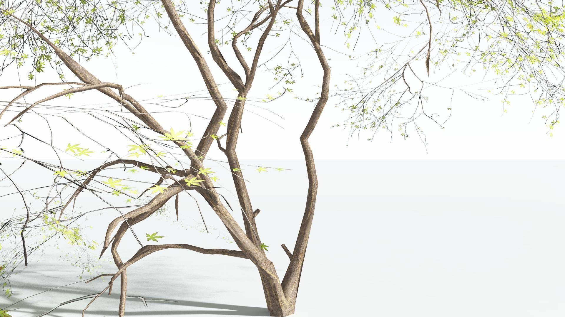 EVERYPlant Japanese Maple LowPoly 3 --18 Models-- Low-poly 3D model_6