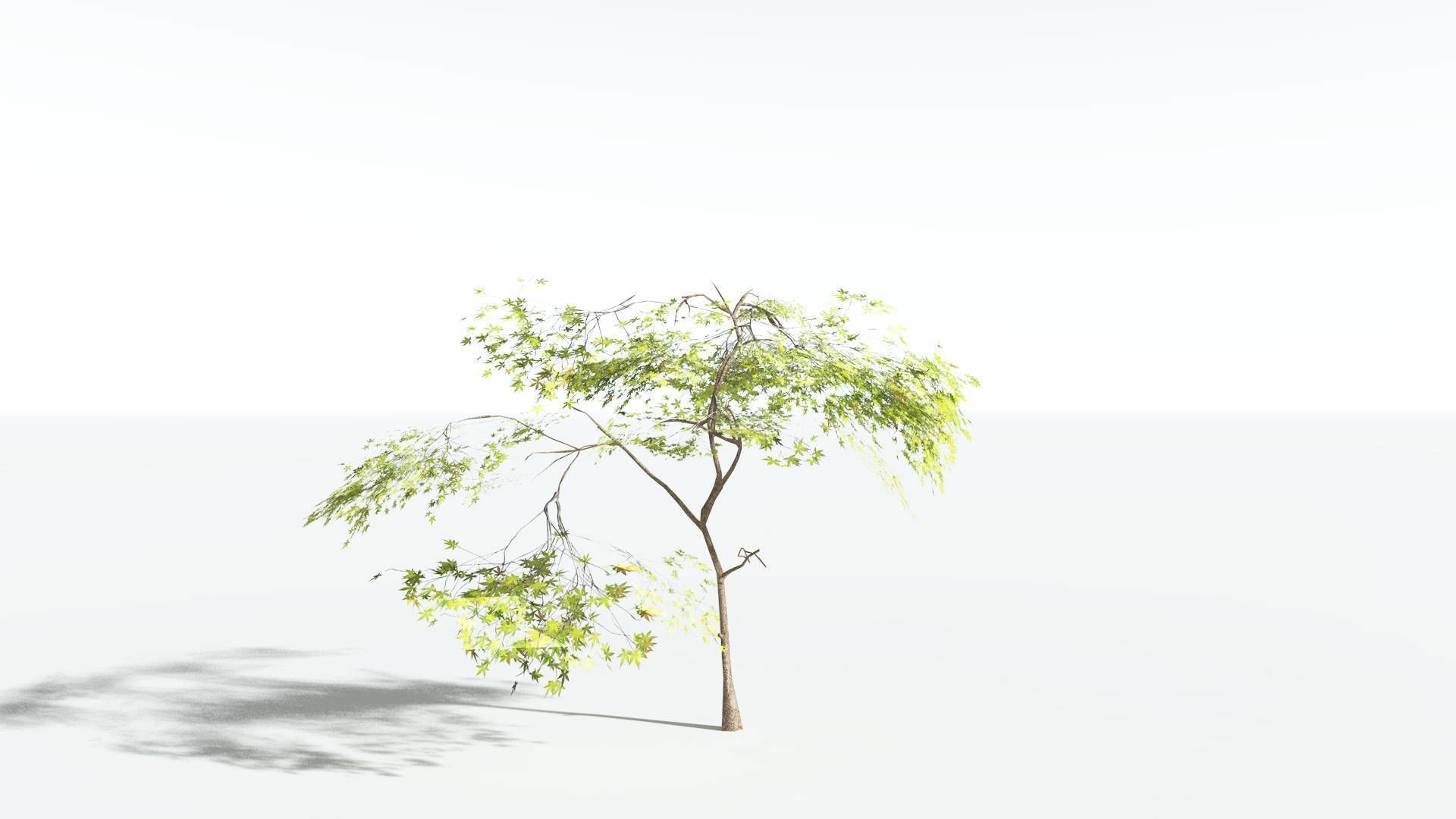 EVERYPlant Japanese Maple LowPoly 3 --18 Models-- Low-poly 3D model_29