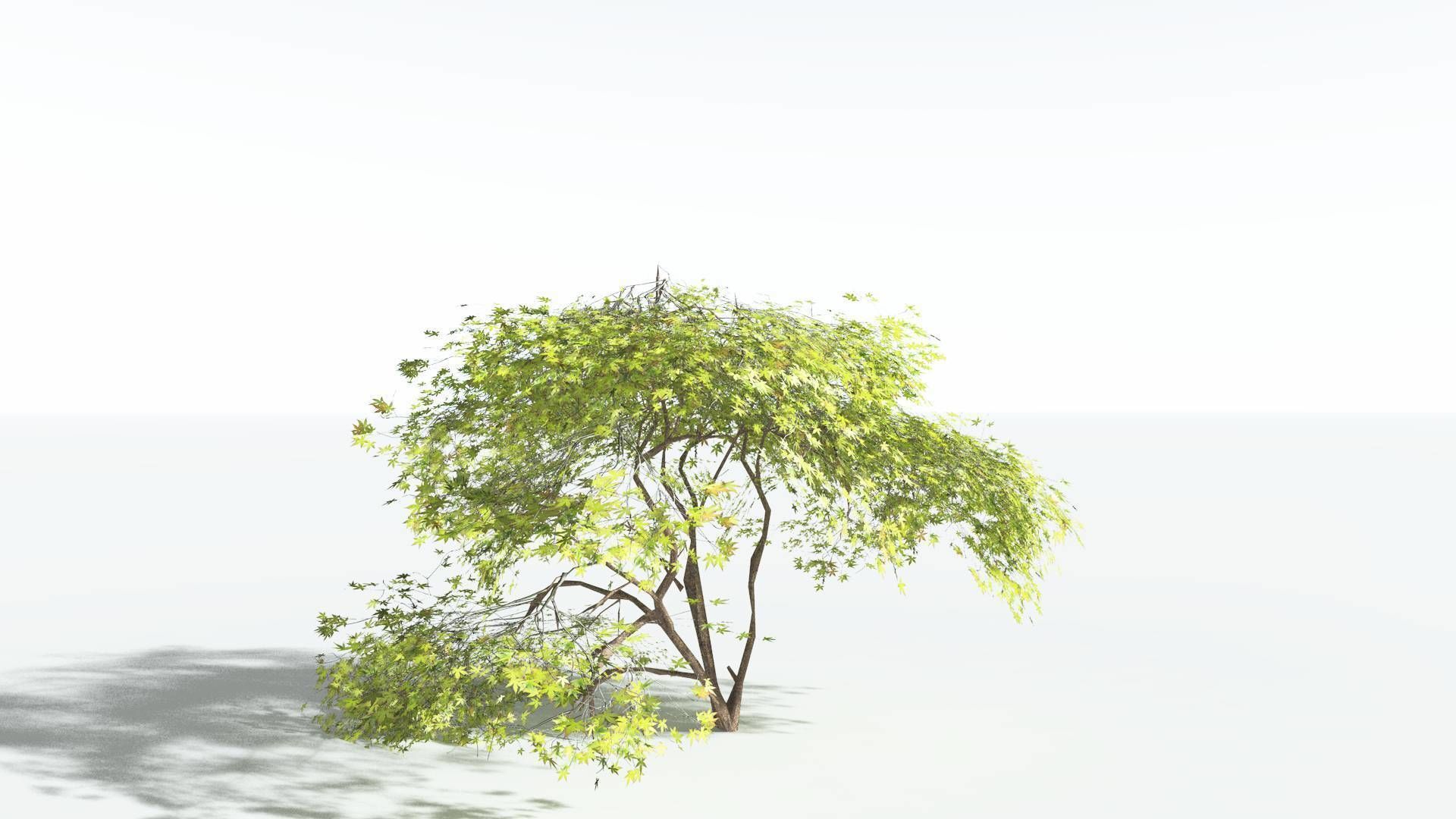 EVERYPlant Japanese Maple LowPoly 3 --18 Models-- Low-poly 3D model_35