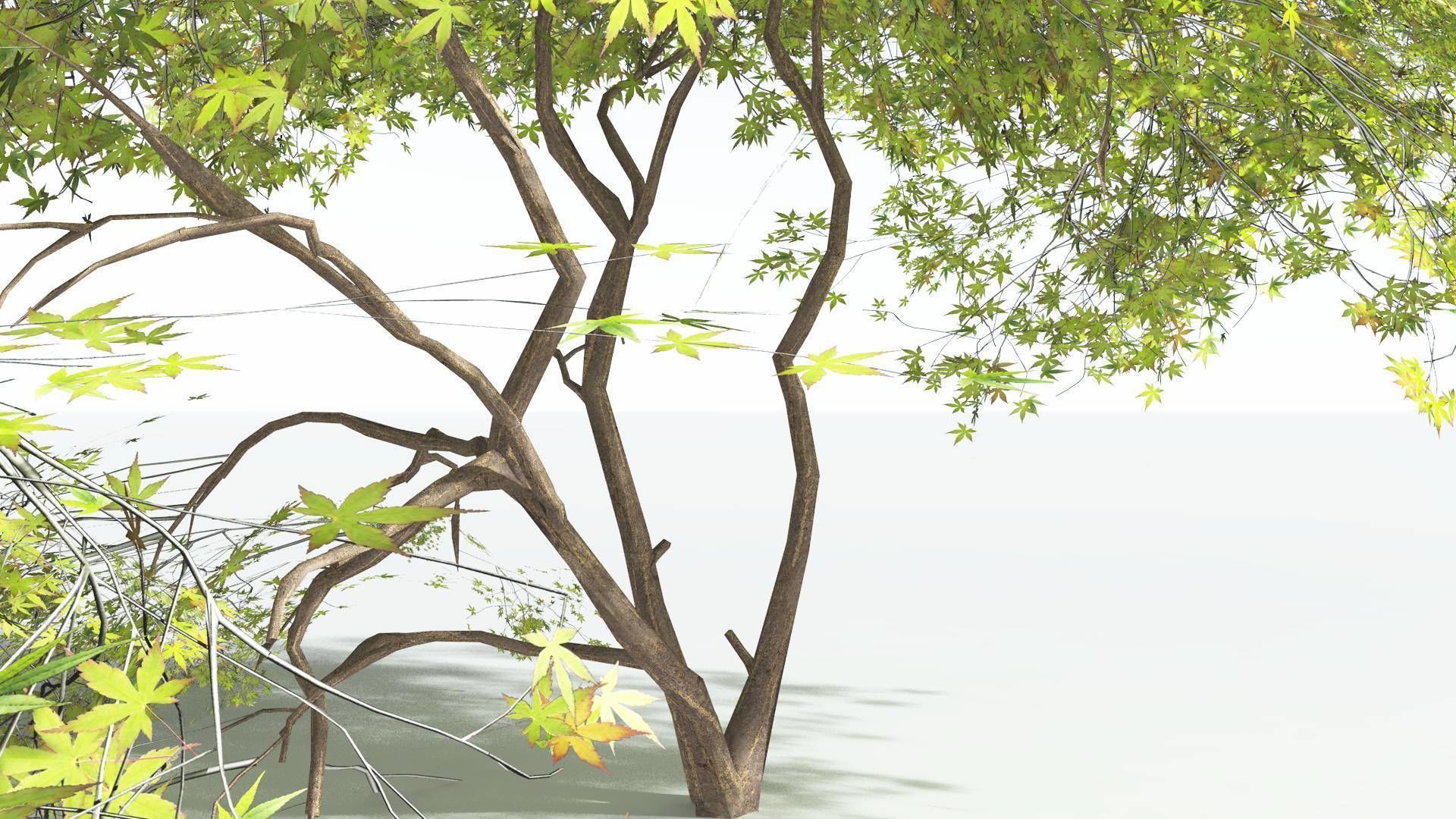 EVERYPlant Japanese Maple LowPoly 3 --18 Models-- Low-poly 3D model_4