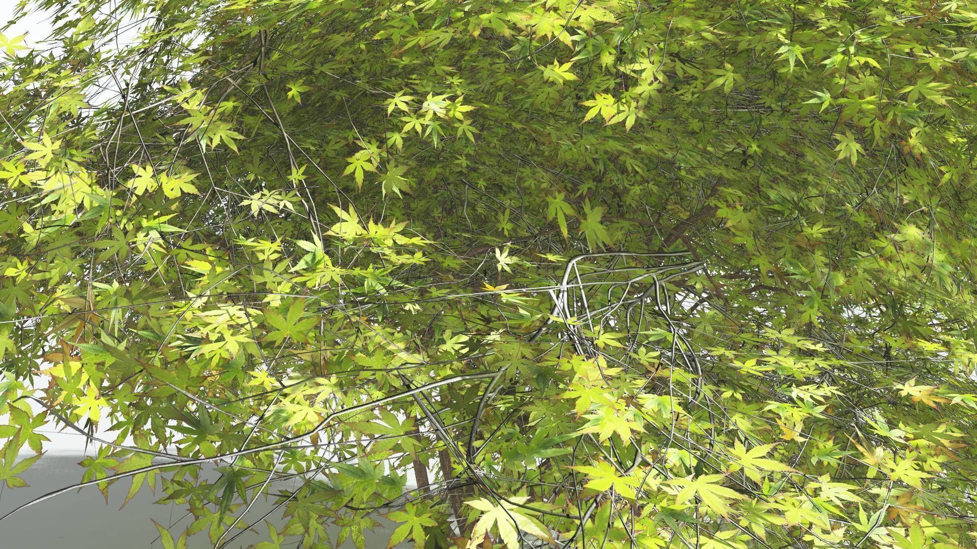 EVERYPlant Japanese Maple LowPoly 3 --18 Models-- Low-poly 3D model_34