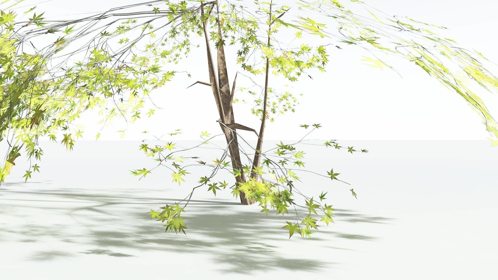 EVERYPlant Japanese Maple LowPoly 3 --18 Models-- Low-poly 3D model_26